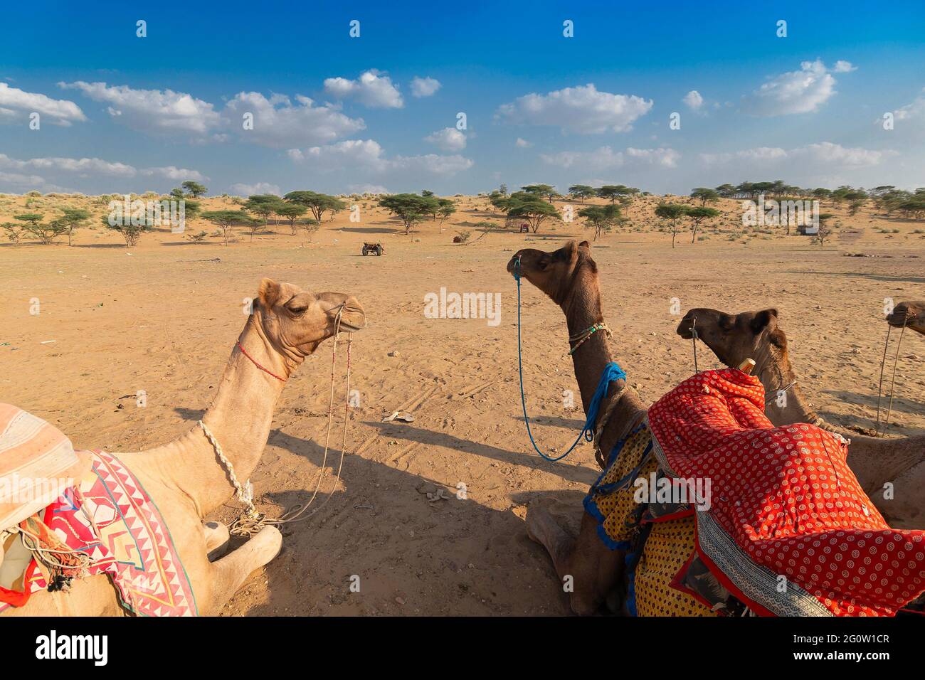 Drei Kamele mit traditionellen Kleidern, warten auf Touristen für Kamelritt in der Wüste Thar, Rajasthan, Indien. Kamele, Camelus dromedarius, Stockfoto