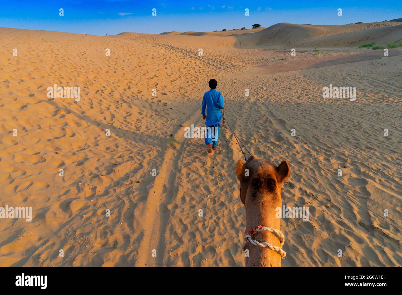 Kamelführer führt ein Kamel in die Sanddünen der Thar-Wüste, Rajasthan, Indien. Aussichtspunkt für Touristen, während Sie auf dem Rücken eines Kamels sitzen. Kamelreiten. Stockfoto