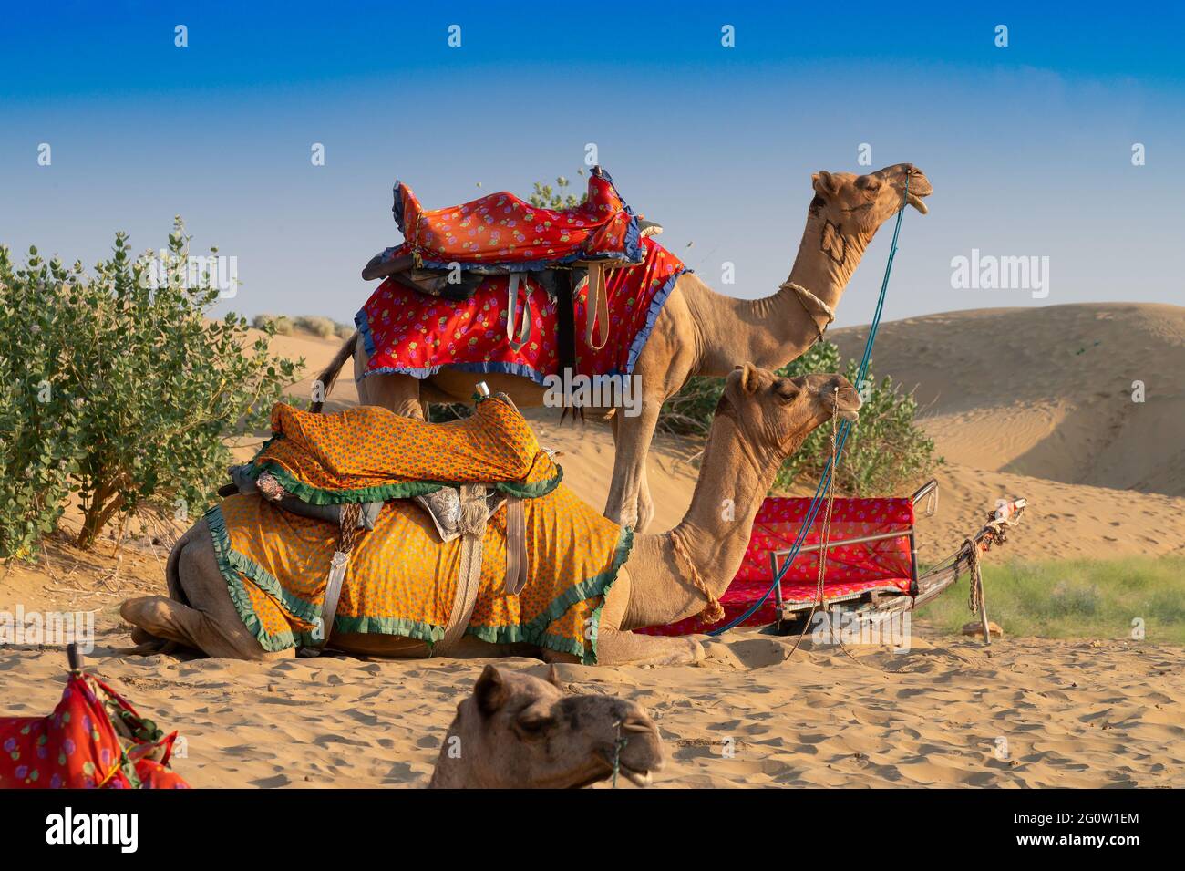 Kamele, Camelus dromedarius, sind große, gleichgezäunte Wüstentiere mit einem Buckel auf dem Rücken.zwei Kamele mit traditionellen Kleidern warten auf Touristen Stockfoto
