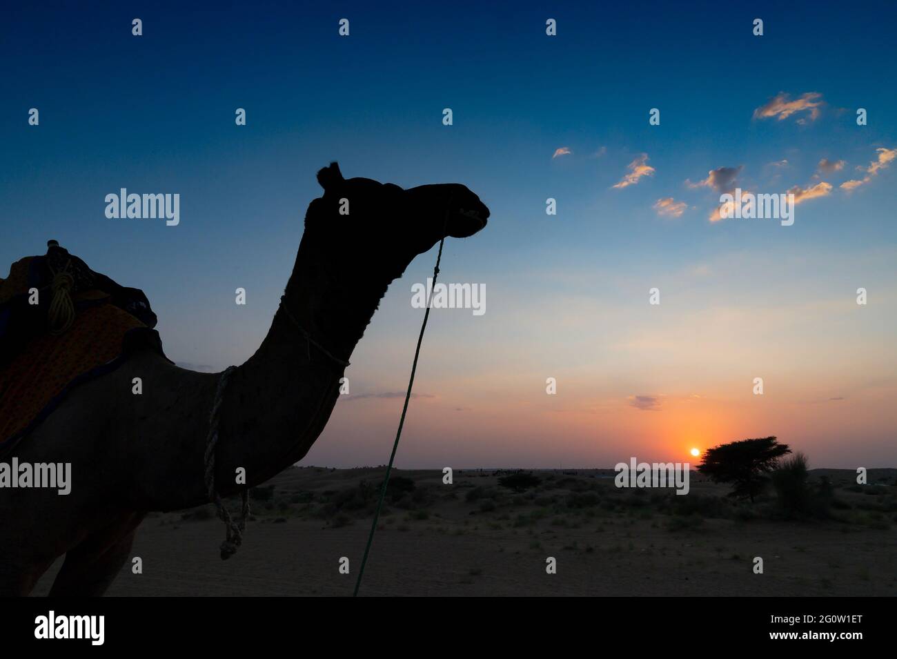 Silhouette eines Kamels bei Sonnenuntergang in der Thar Wüste, Rajasthan, Indien Stockfoto