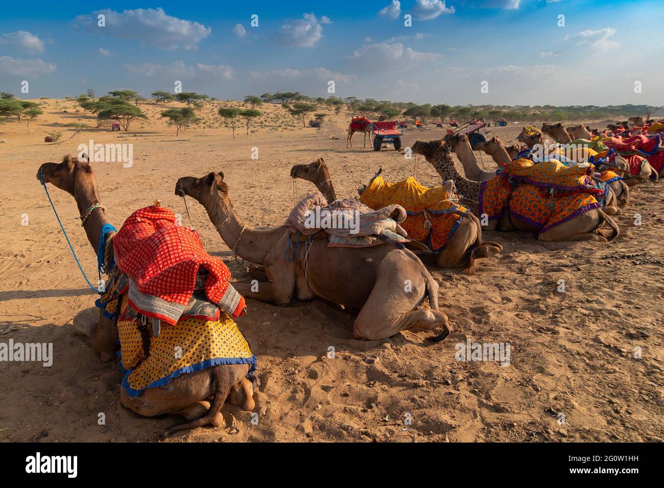 Kamele mit traditionellen Kleidern, warten in Reihe für Touristen auf Kamelritt in der Wüste Thar, Rajasthan, Indien. Kamele, Camelus dromedarius. Stockfoto