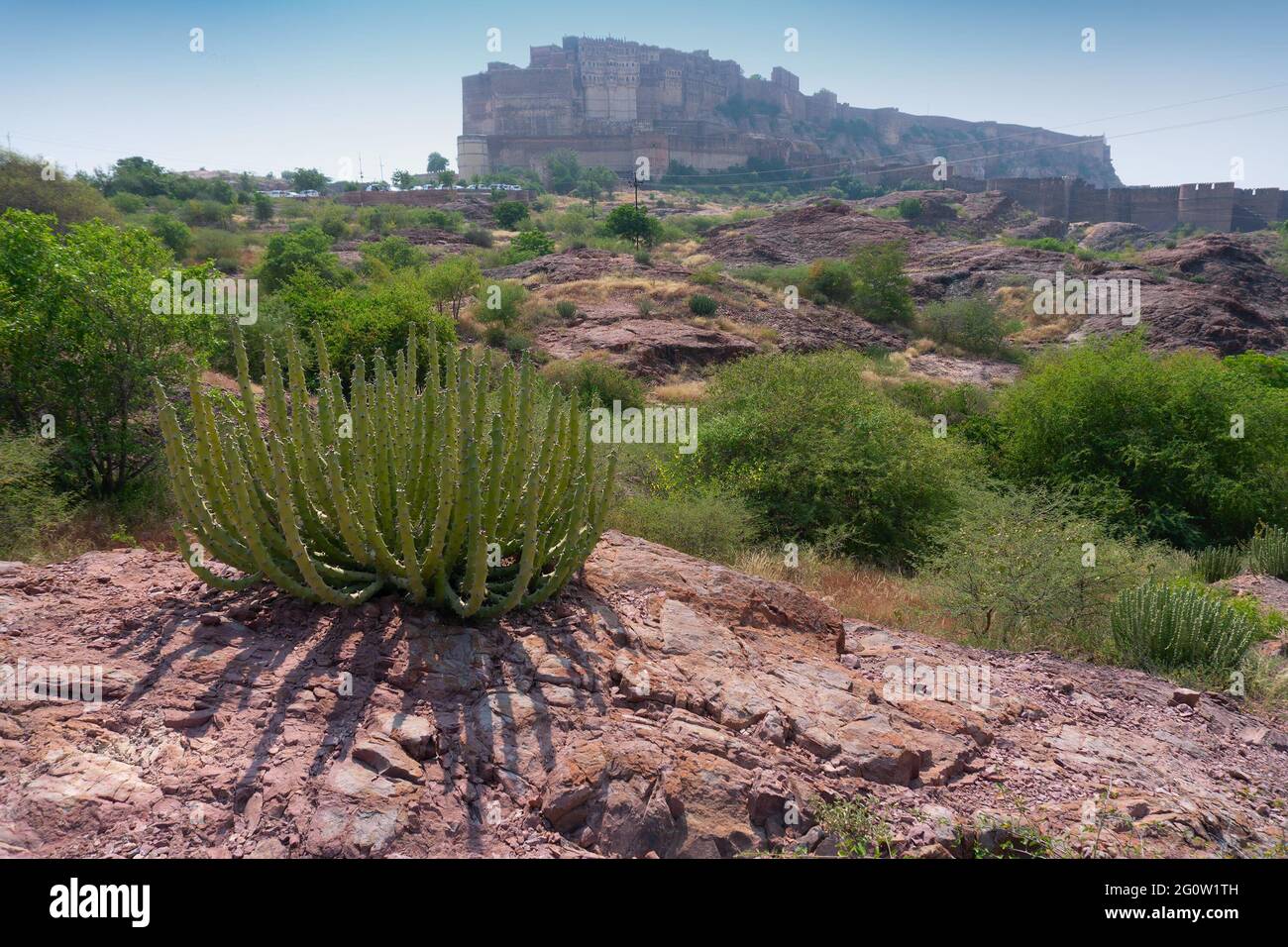 Blick auf Mehrangarh Fort aus Rao Jodha Wüste Rock Park, Jodhpur, Indien. Im Vordergrund ein einbunter Kaktus und im Hintergrund die Festung Mehrangarh. Stockfoto