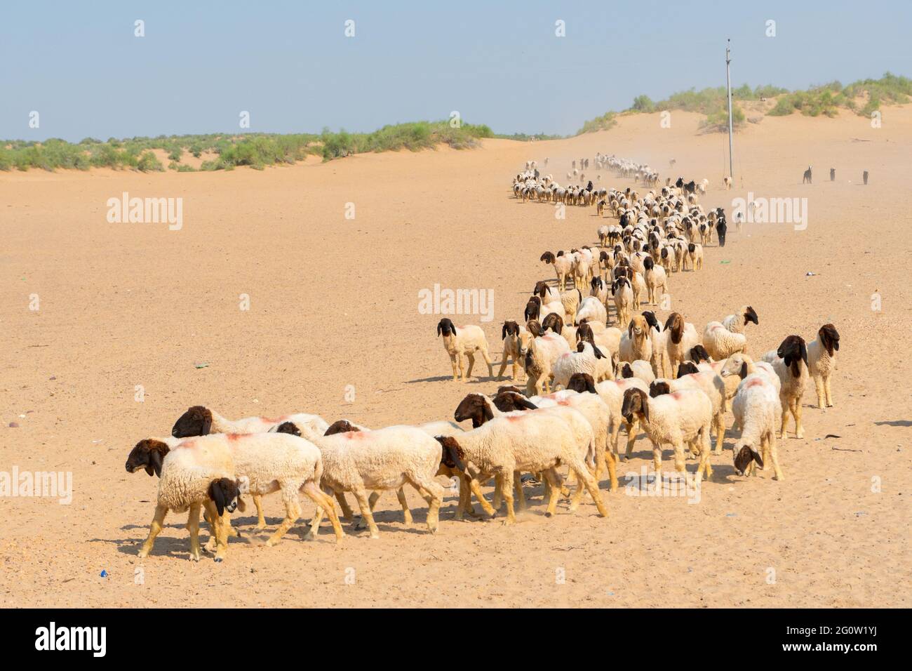 Schafe passieren Thar Wüste bei Tageslicht, Rajasthan, Indien. Stockfoto