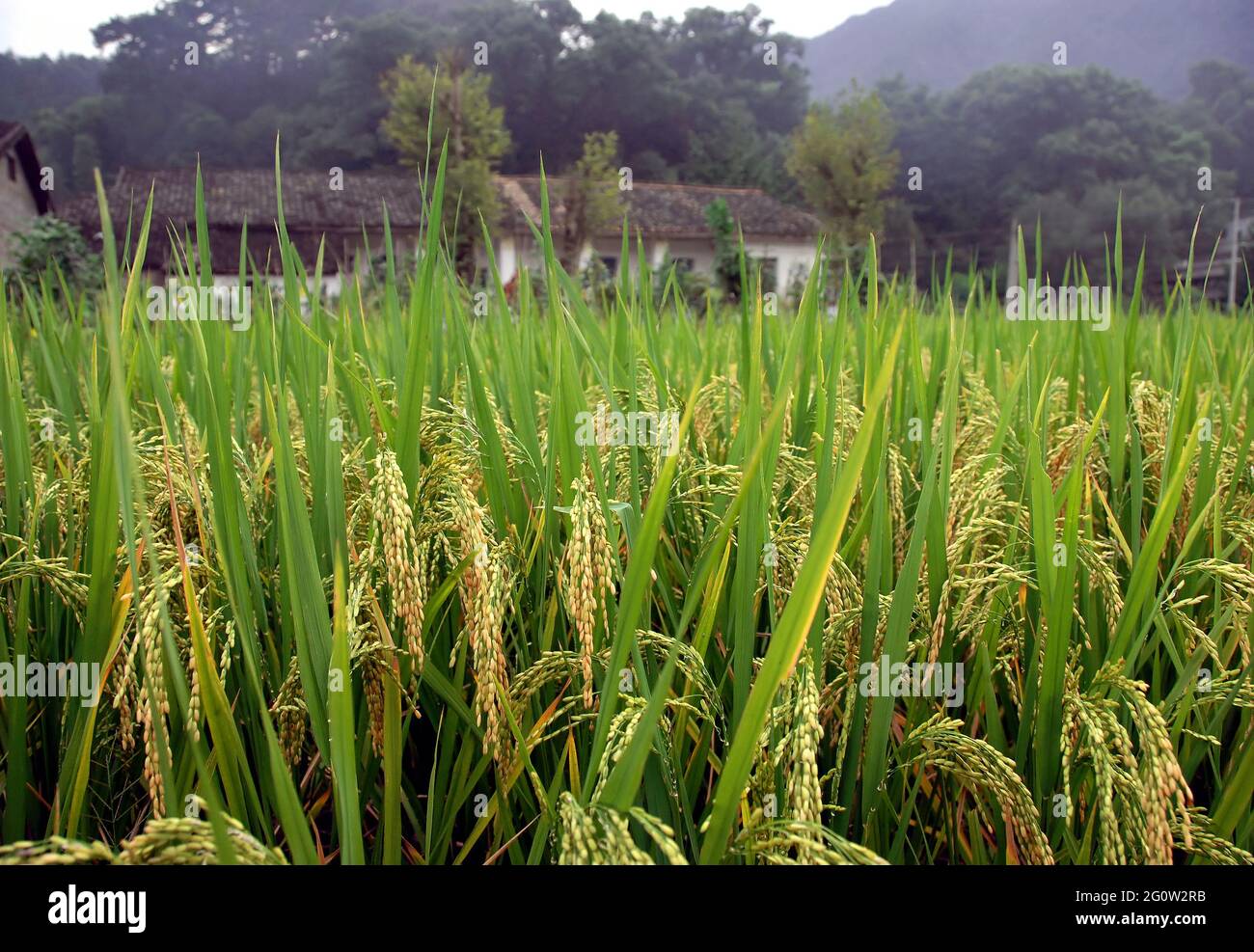 Oberes Xiao Qi im Landkreis Wuyuan, Provinz Jiangxi, China. Felder mit Kulturpflanzen und traditionellen Gebäuden. Stockfoto