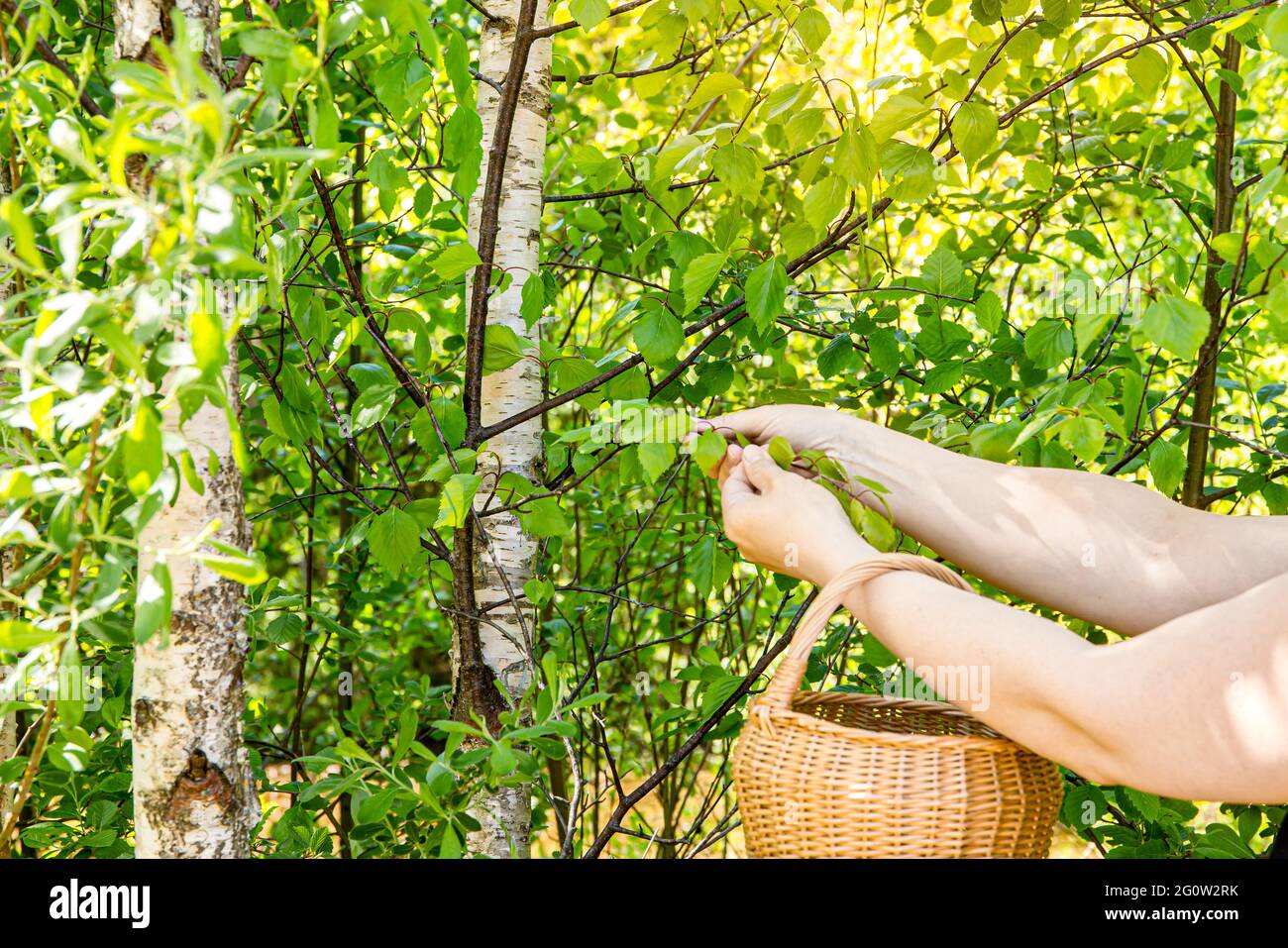 Nahaufnahme der Hände von Personen, die im Frühling an sonnigen Tagen frische Birkenblätter (Betula) für pflanzliche, medizinische Schweinswale pflücken. Stockfoto