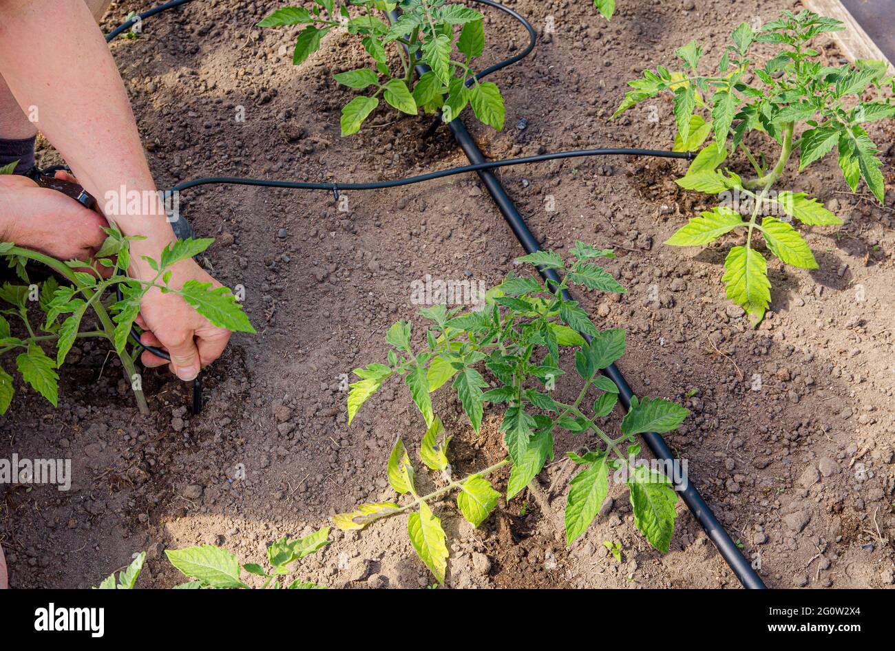 Mann Person Installation von Wasser tropfend System im heimischen Gemüsegarten, Bewässerung Tomatenpflanzen im Gewächshaus. Home Use Wasser Tropfen Bewässerungssystem konz Stockfoto