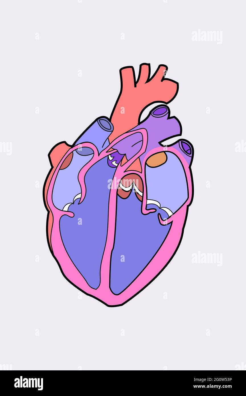 Vektor-Diagramm des menschlichen Herzens Biologie menschlicher Körper Stock Vektor