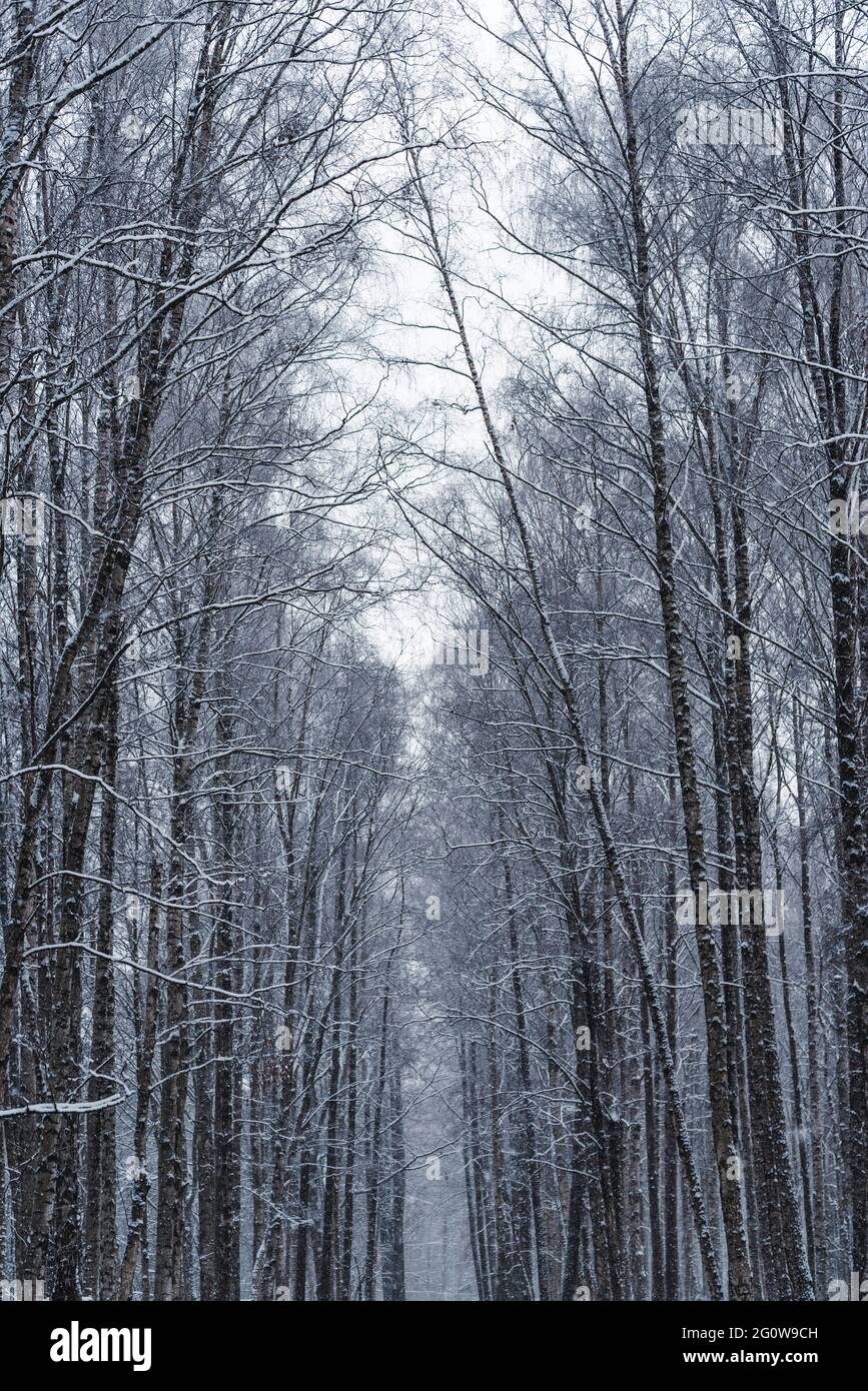 Schneebedeckte Bäume im Wald im winter Stockfoto