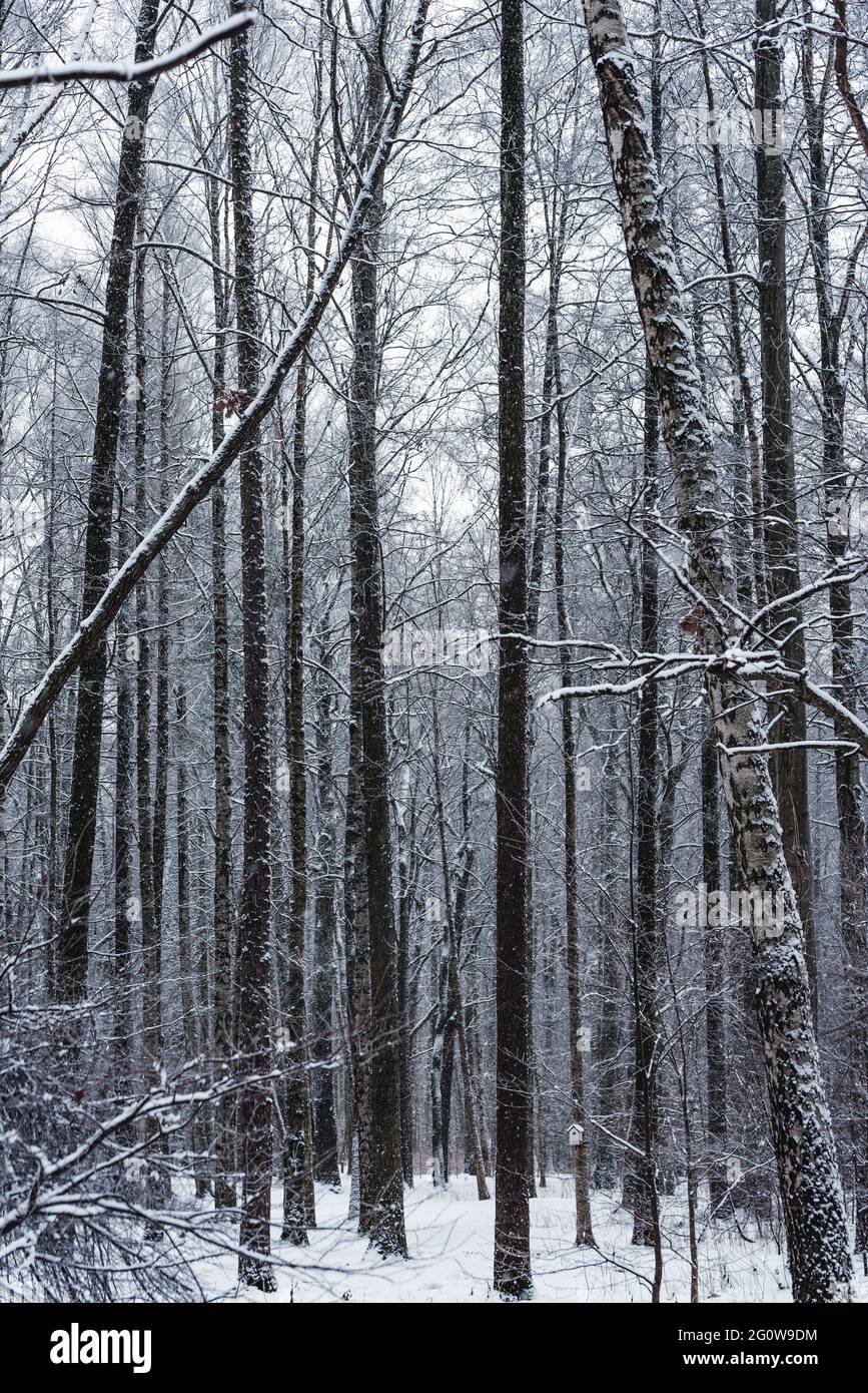 Schneebedeckte Bäume im Wald im winter Stockfoto