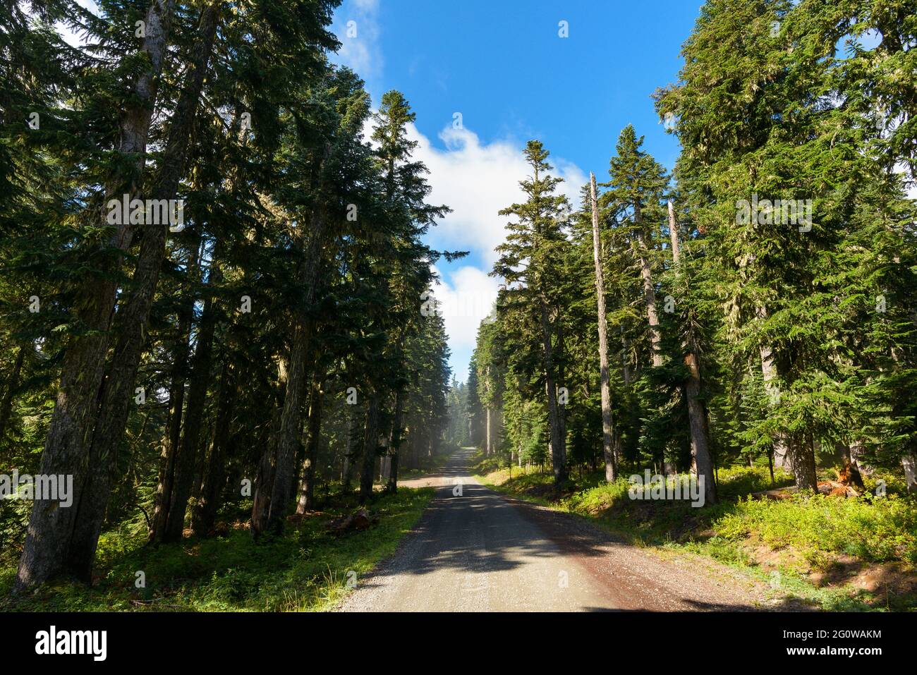 Sonne und riesige Bäume auf EINER Forest Service Road in den Cascades Stockfoto