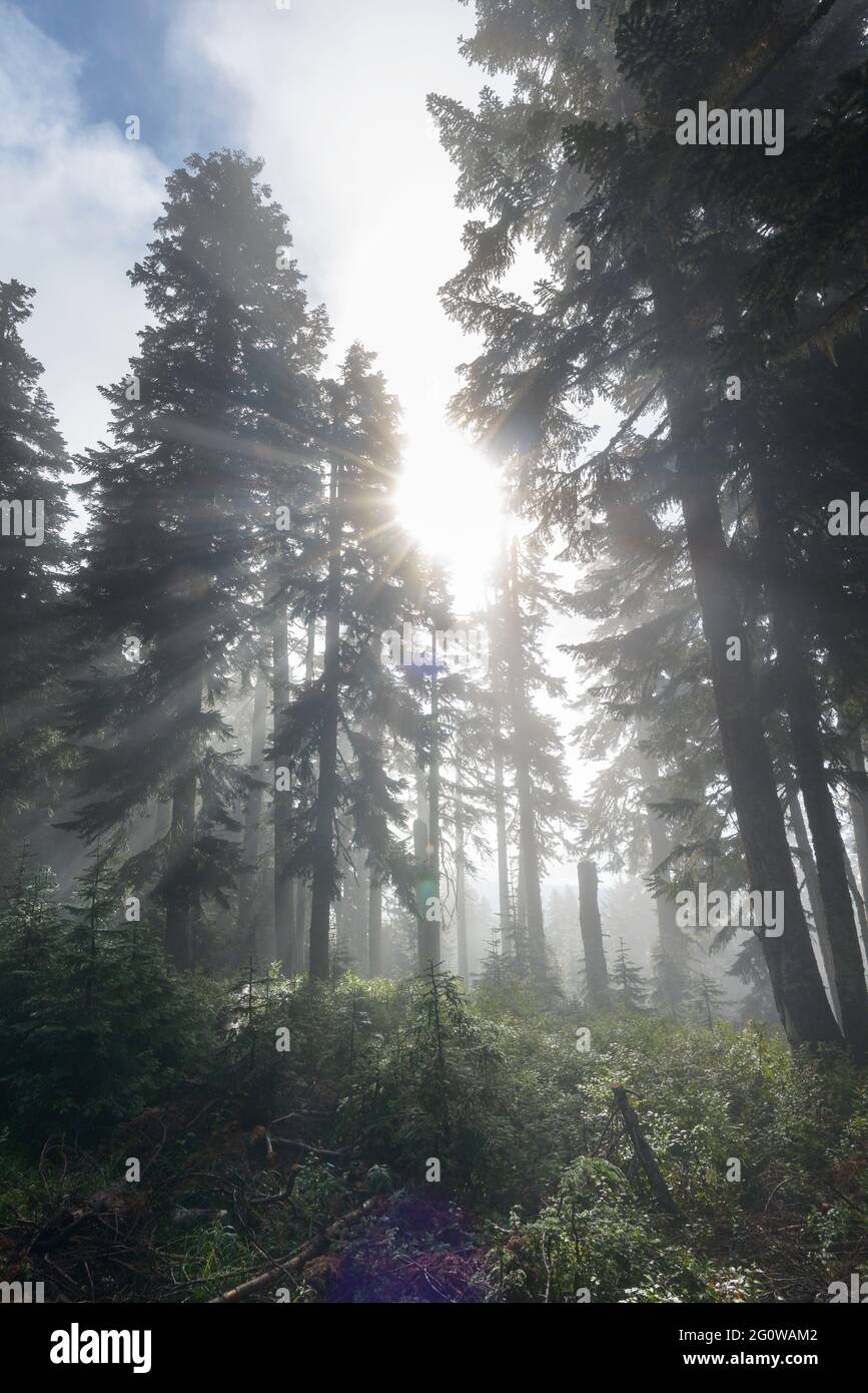 Sonnenstrahlen, die durch Bäume in den Cascade Mountains kommen Stockfoto
