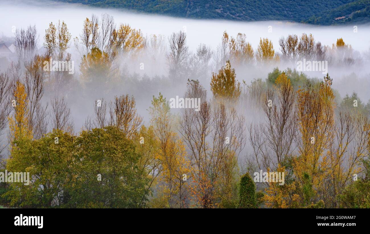 Nebel unter den Pappeln im Herbst in Montardit de Baix (Pallars Sobirà, Katalonien, Spanien, Pyrenäen) Stockfoto