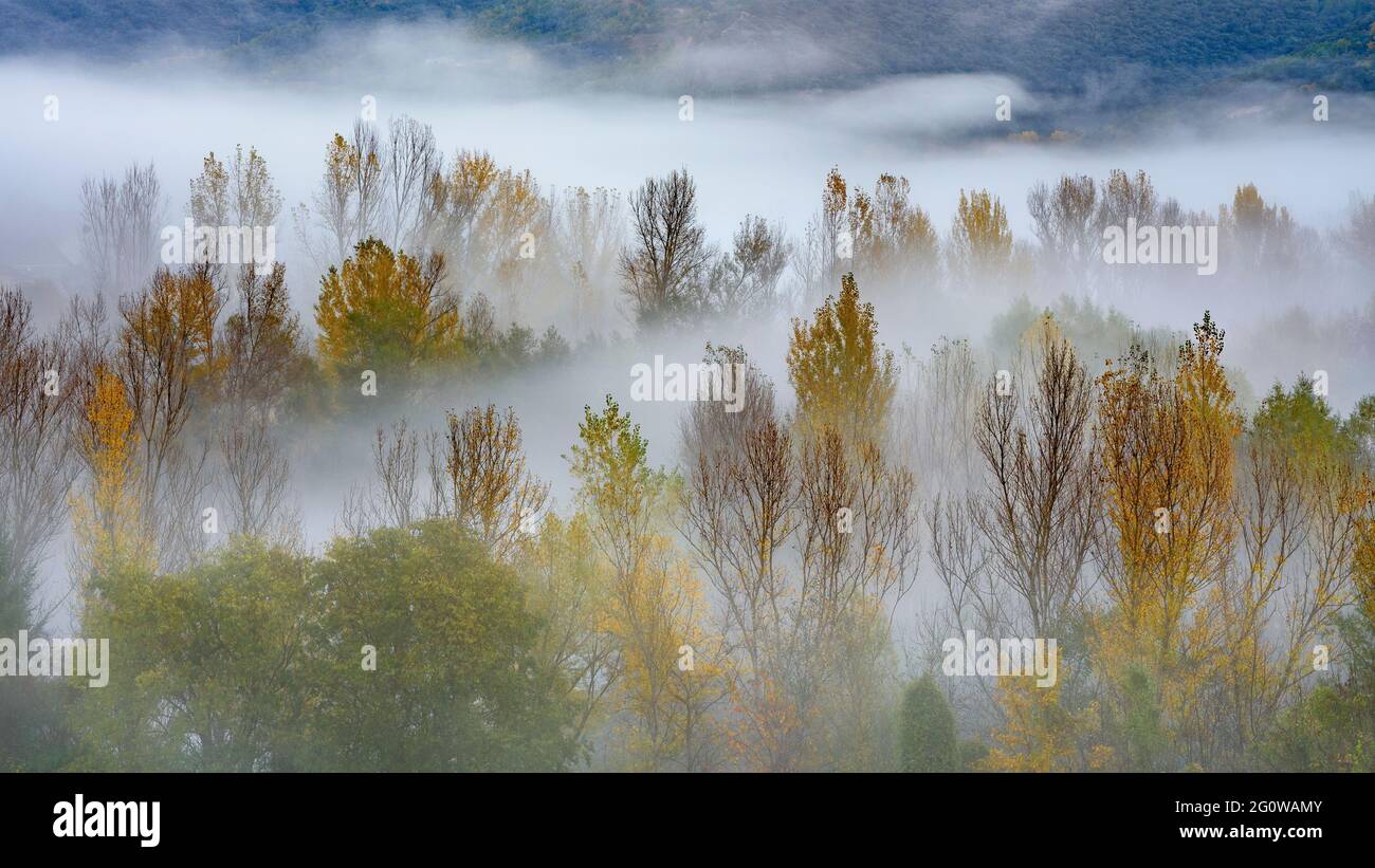Nebel unter den Pappeln im Herbst in Montardit de Baix (Pallars Sobirà, Katalonien, Spanien, Pyrenäen) Stockfoto