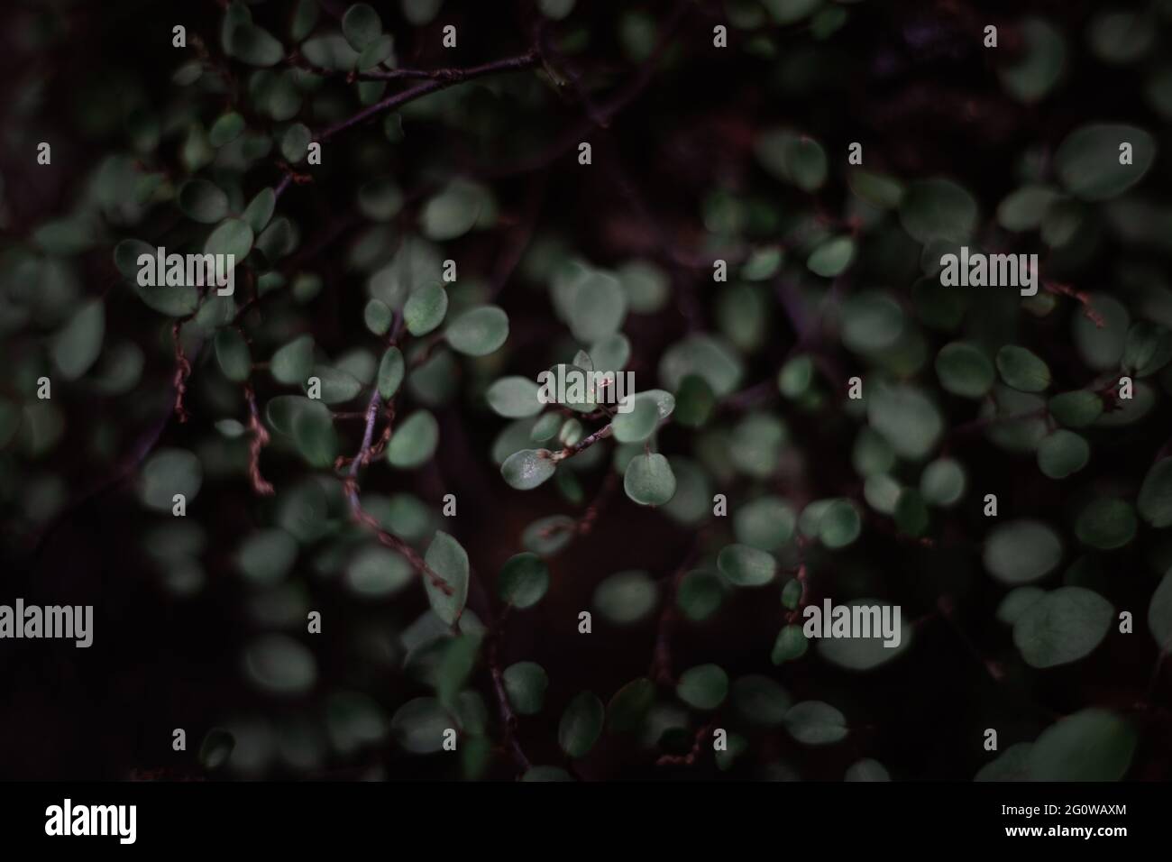 Blatt, Blätter, grüne Blätter, Garten, Gartenarbeit, Stimmung, Natur, Makro Stockfoto