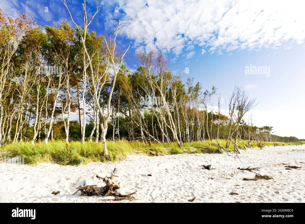 Der natürliche und leere Strand Weststrand an der Westküste der Halbinsel Fischland-Darss-Zingst in Deutschland Stockfoto
