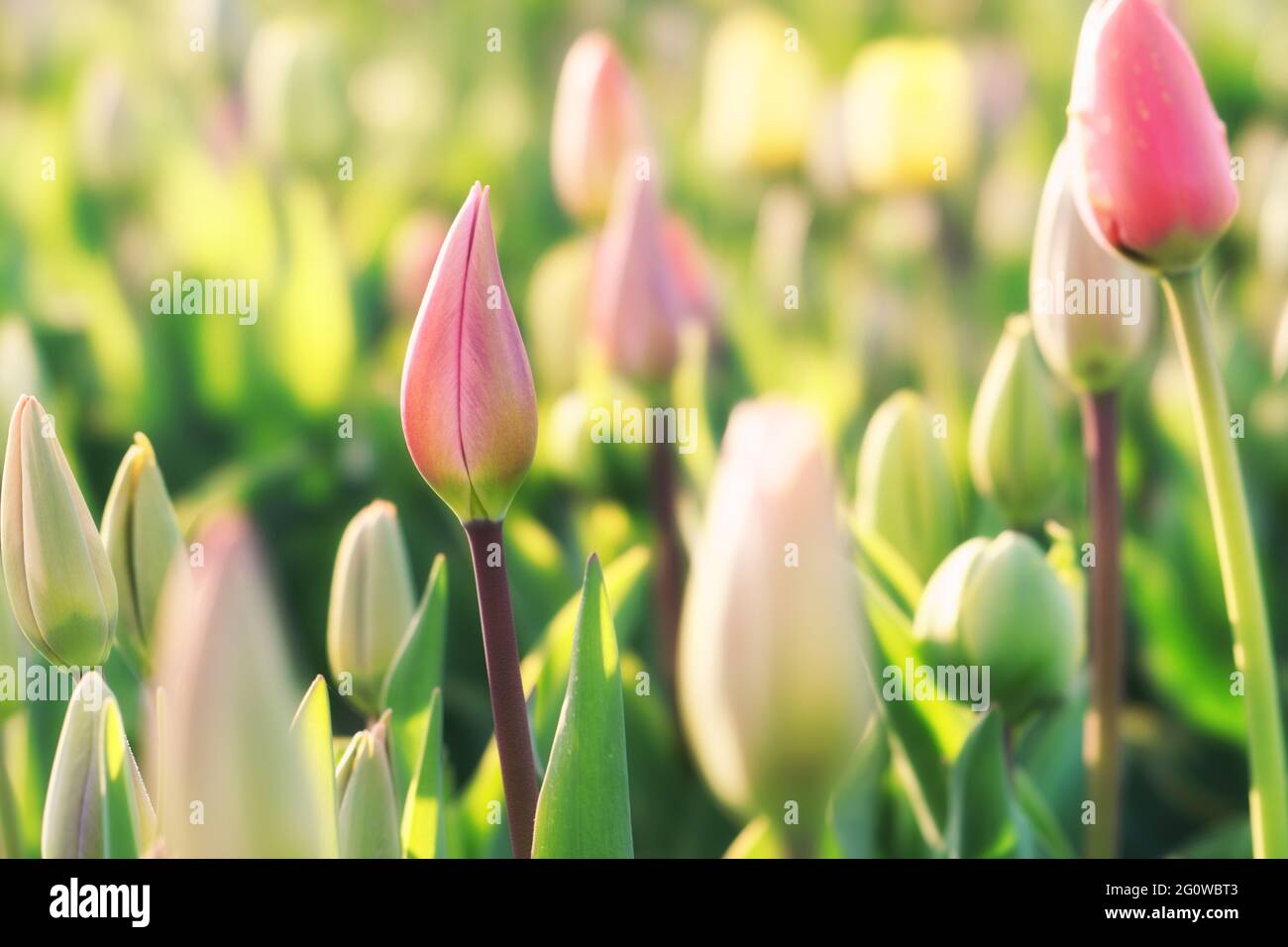 Bunte Tulpen in einem Feld Stockfoto