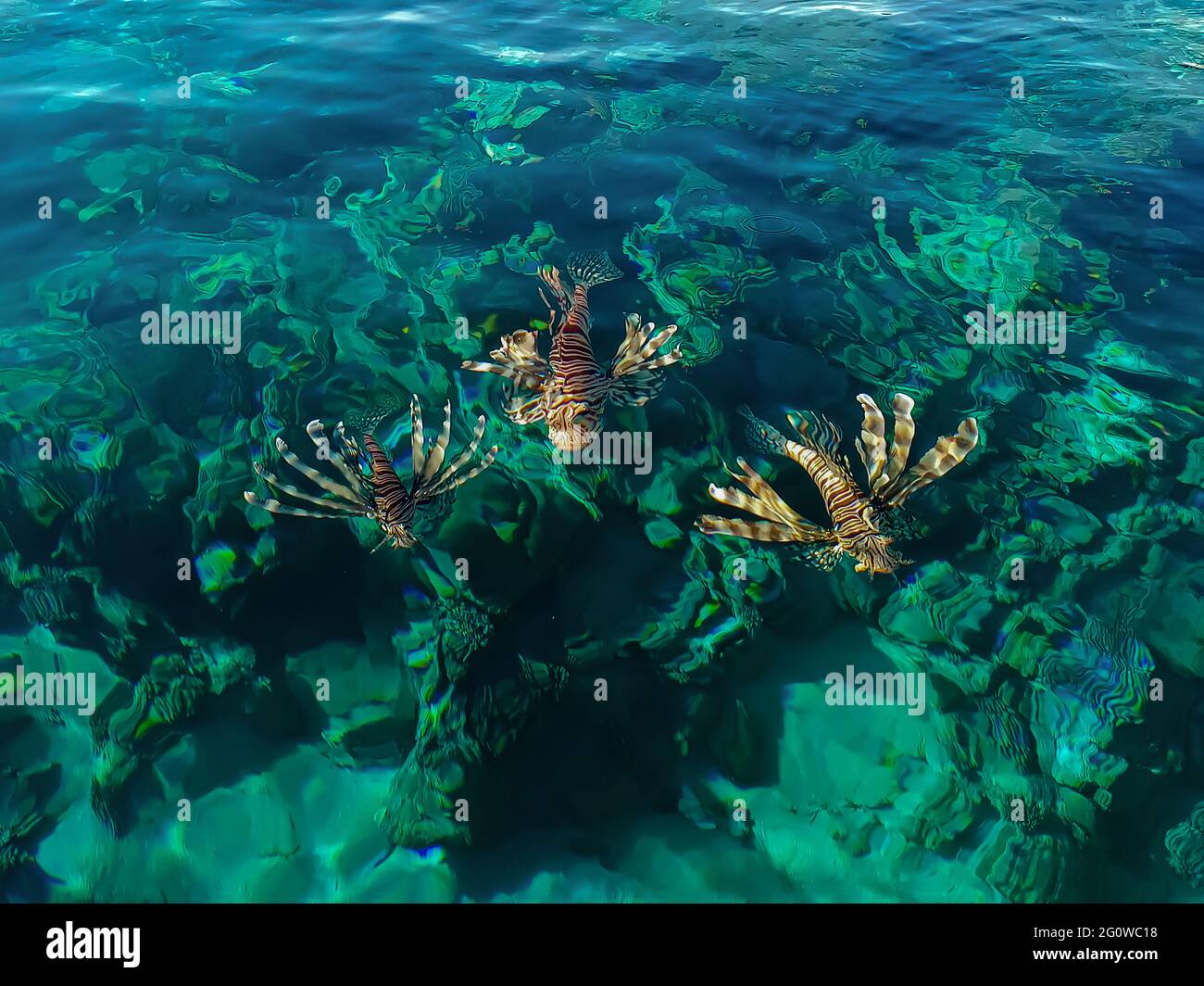 Drei giftige Löwenfische im Roten Meer Draufsicht Stockfoto