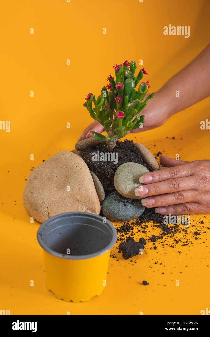 Junge Frau pflanzt einen kleinen Baum in den Boden. Um reine Luft auf dem Planeten Erde zu erzeugen. Stockfoto