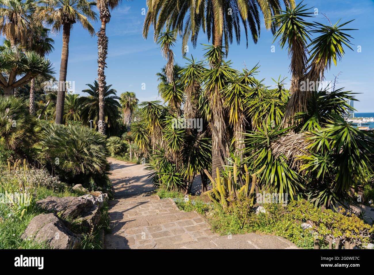 Palmen In Barcelona, Spanien Stockfoto