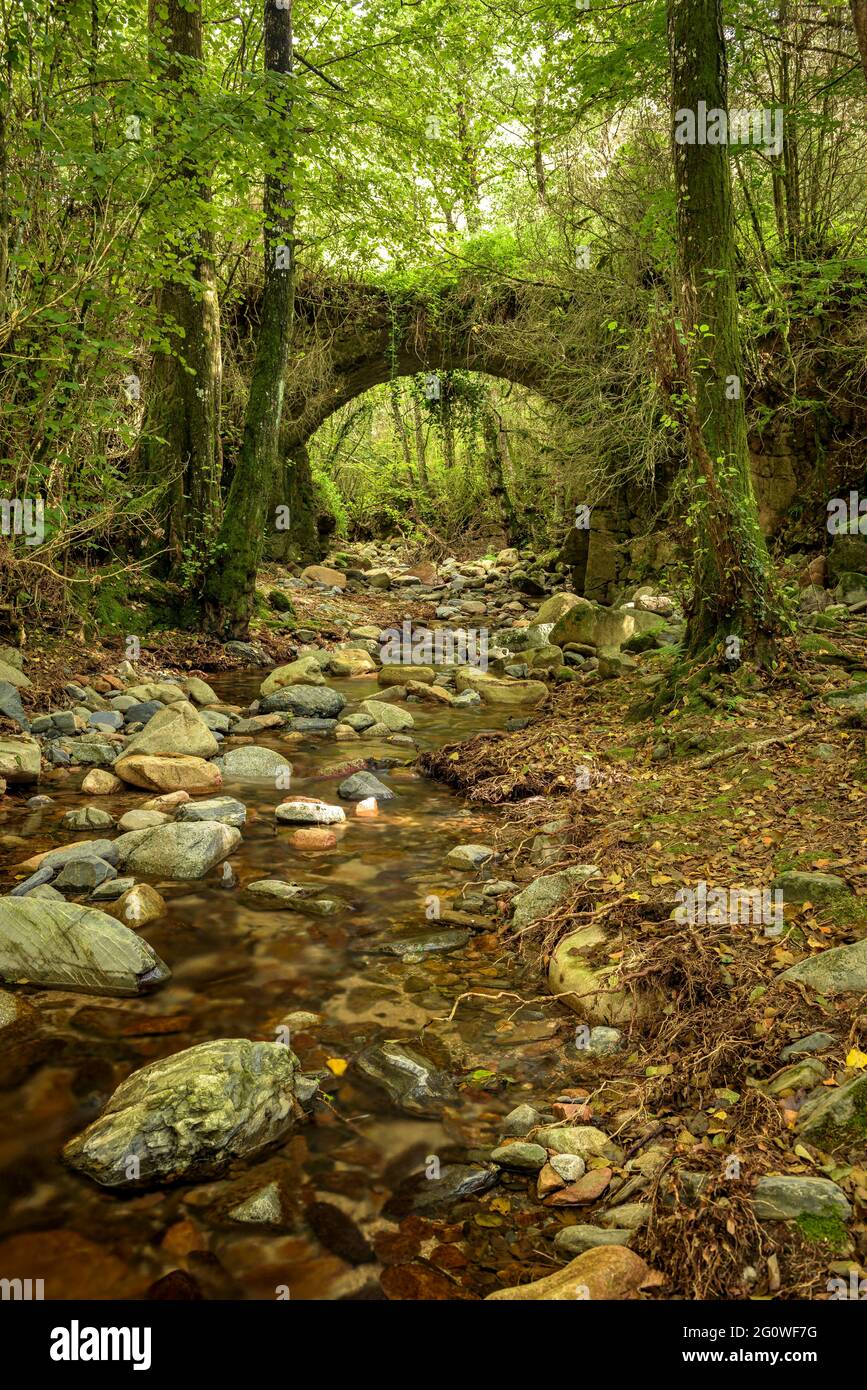 Mittelalterliche Brücke im Wald bei La Sala Landhaus (Viladrau, Katalonien, Spanien) ESP: Puente medieval en el bosque cerca de la masía de la Sala Stockfoto