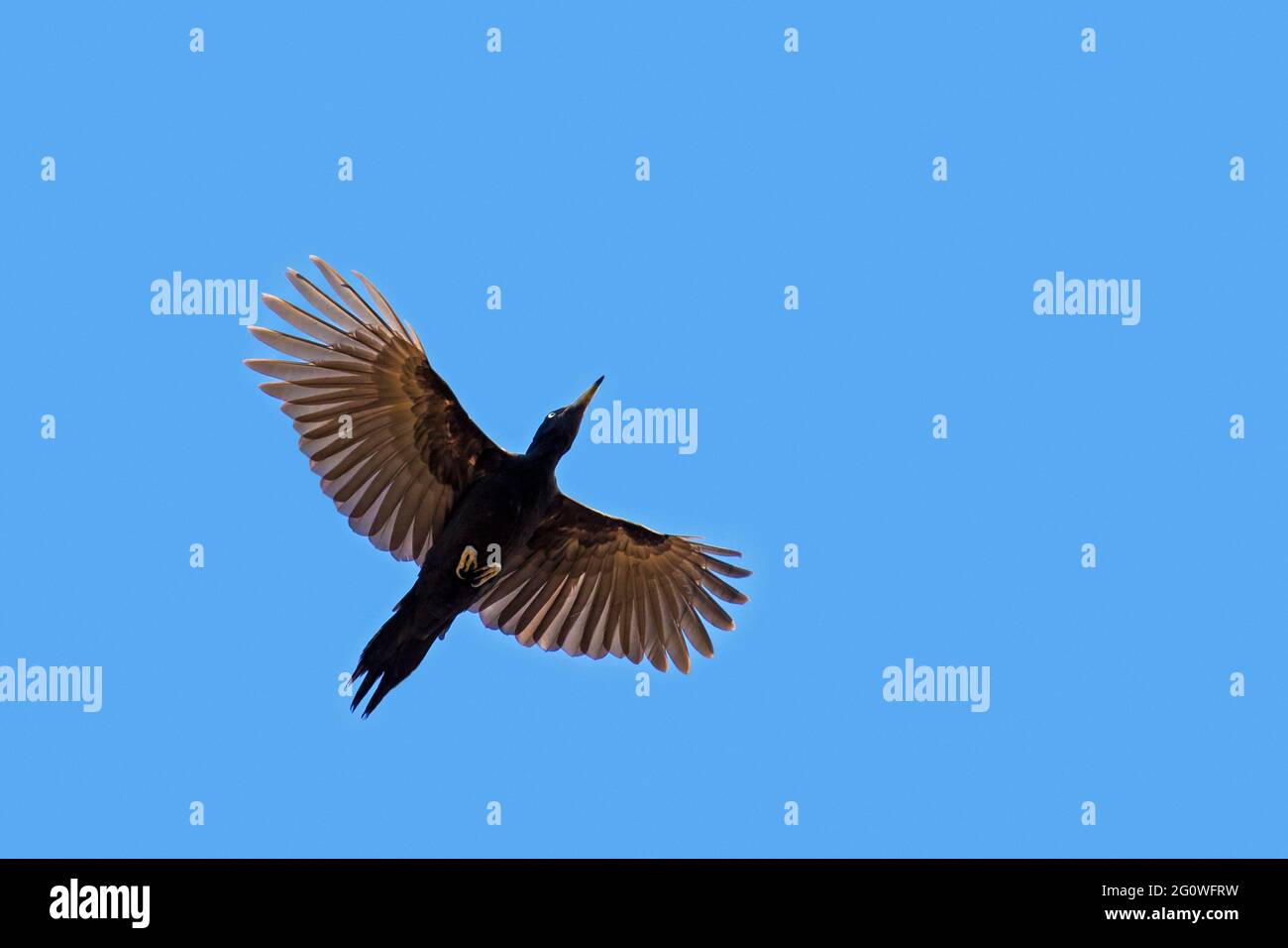 Schwarzspecht (Dryocopus martius) im Flug gegen blauen Himmel Stockfoto