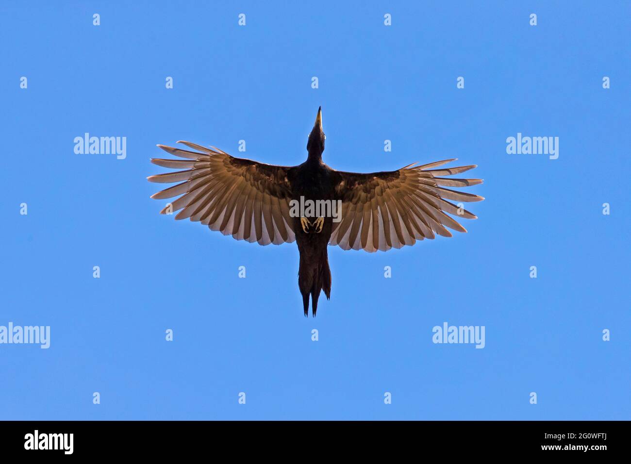 Schwarzspecht (Dryocopus martius) im Flug gegen blauen Himmel Stockfoto