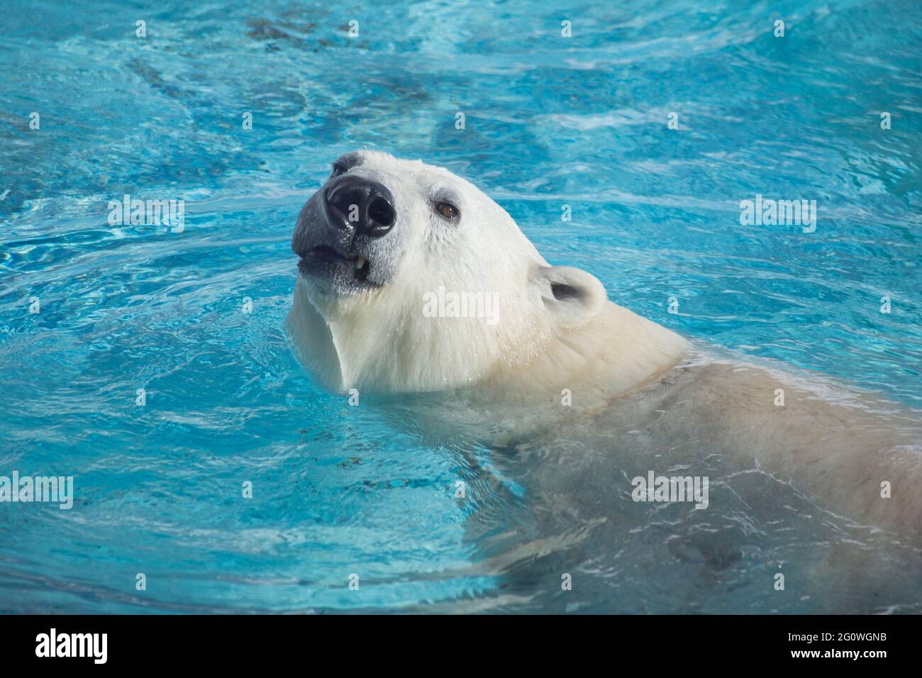 Der große Eisbär schaut und schwimmend im blauen Wasser. Nahaufnahme des Kopfes. Ursus maritimus oder Thalarctos Maritimus. Tiere in der Tierwelt. Stockfoto