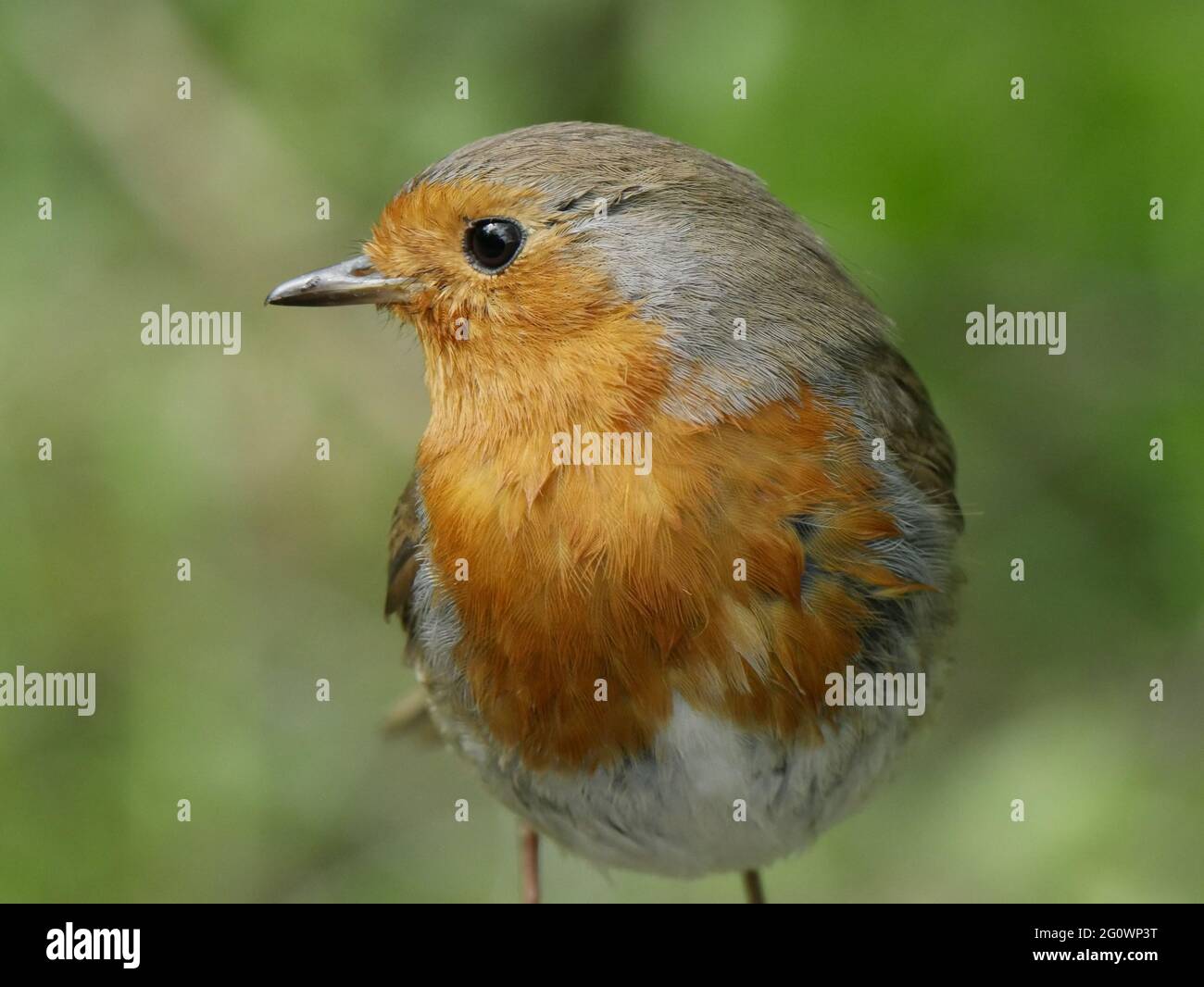 Nahaufnahme eines Robin - Erithacus Rubecula Stockfoto