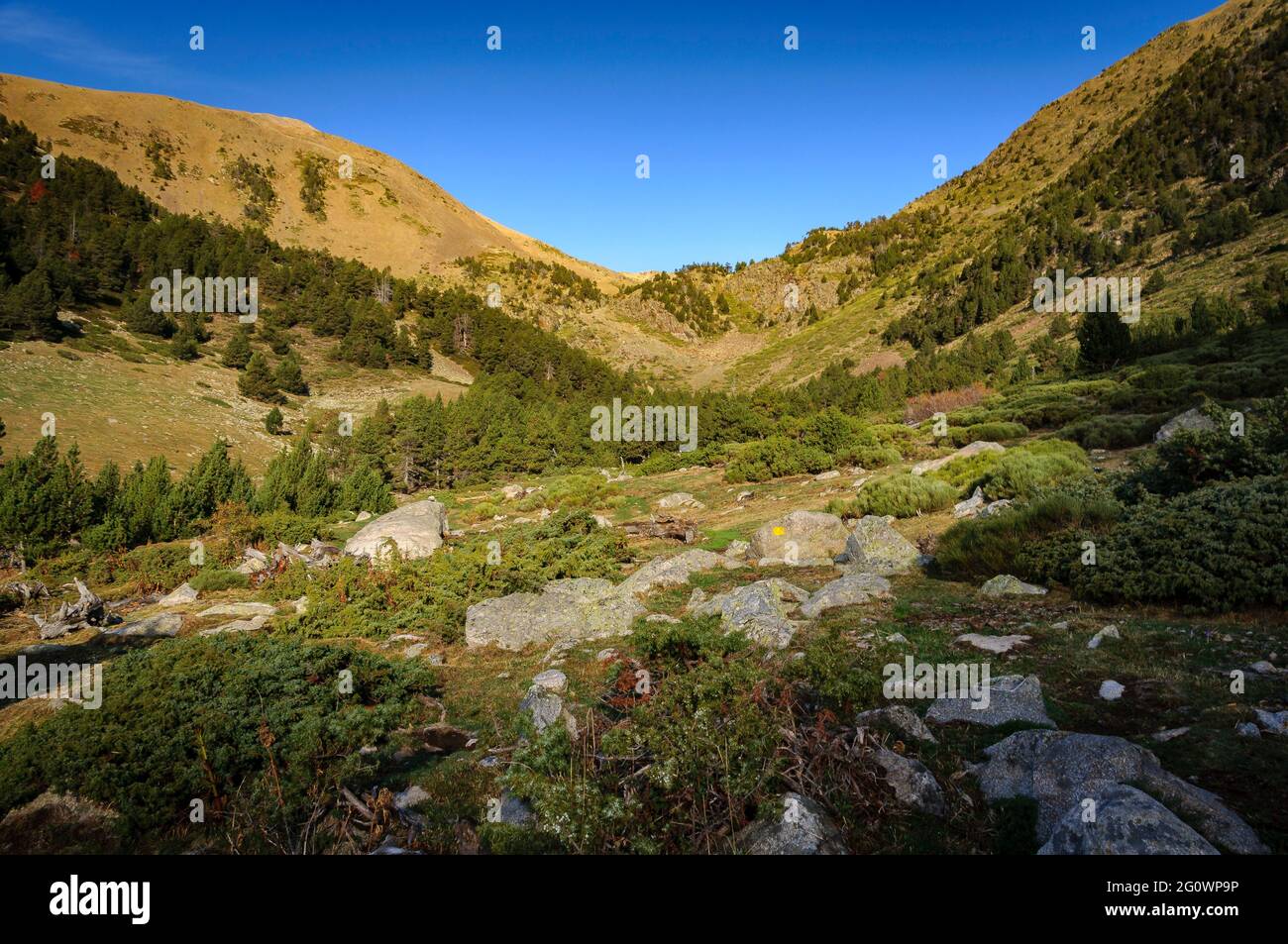 Vall Tova im Herbst, auf dem Weg zwischen der Ebene von Campllong und der Engorgs-Hütte (Cerdanya, Katalonien, Spanien, Pyrenäen) Stockfoto