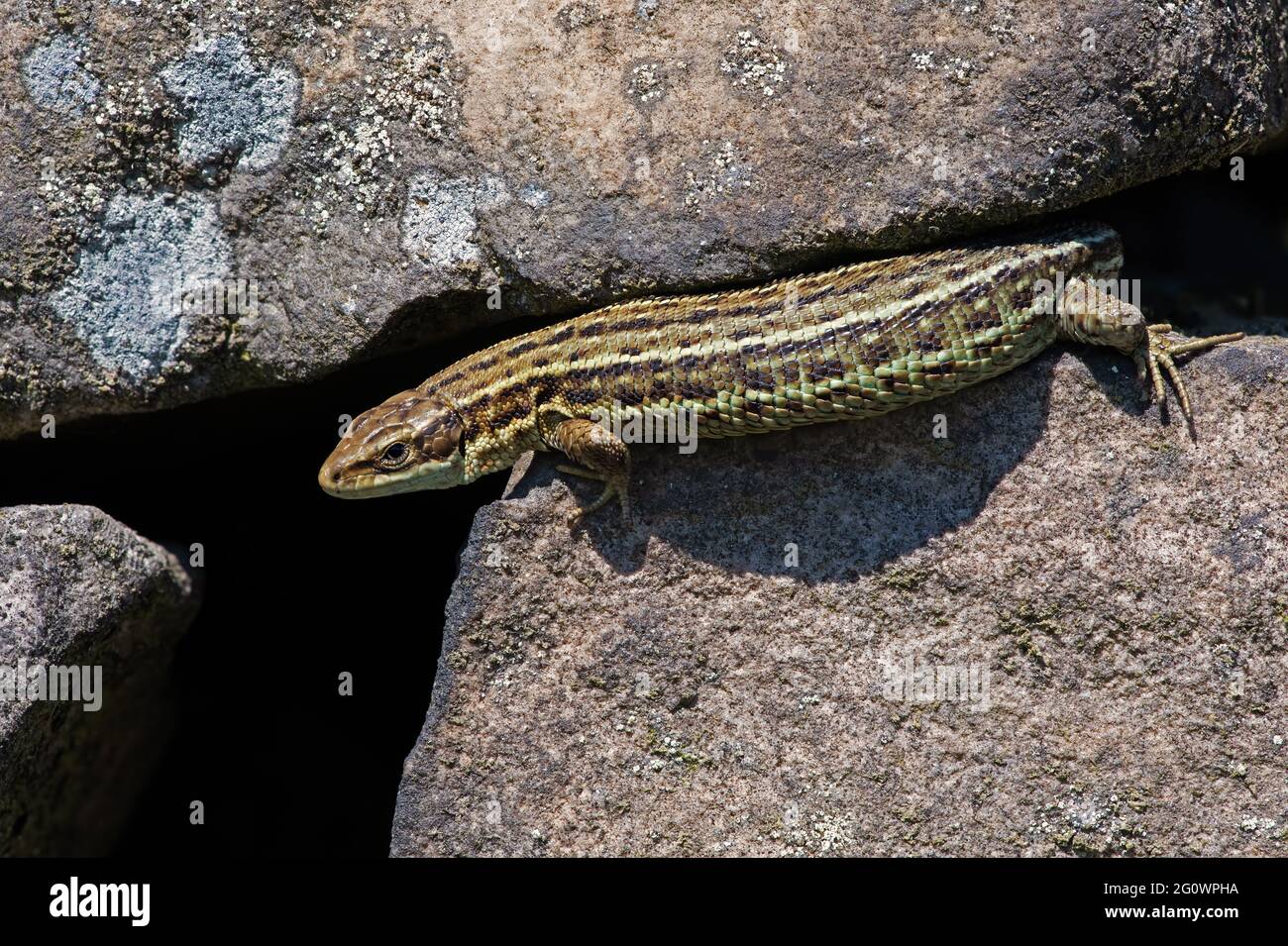 Gemeine Eidechse (Zootoca vivipara), die sich auf einer mit Flechten bedeckten Steinmauer sonnt Stockfoto