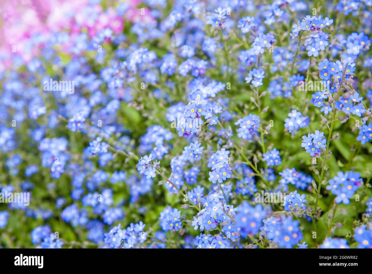 Vergiss mich nicht Blumen im Feld. (lat. Myosotis sylvatica) flacher Freiheitsgrad! Stockfoto