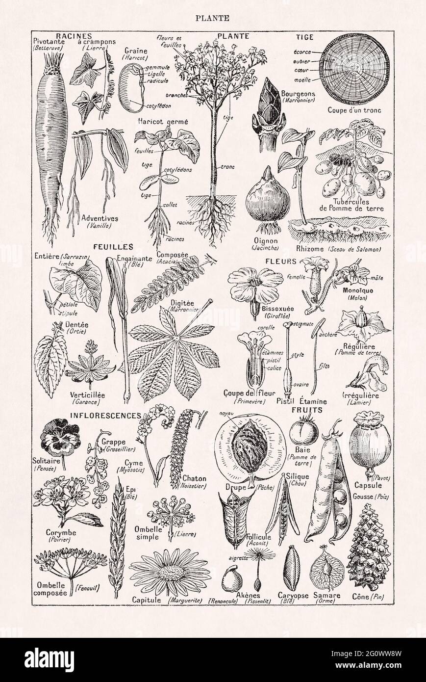 Alte Illustration über Pflanzen im französischen Wörterbuch 'Dictionnaire complet illustré' des Herausgebers Larousse im Jahr 1889. Stockfoto