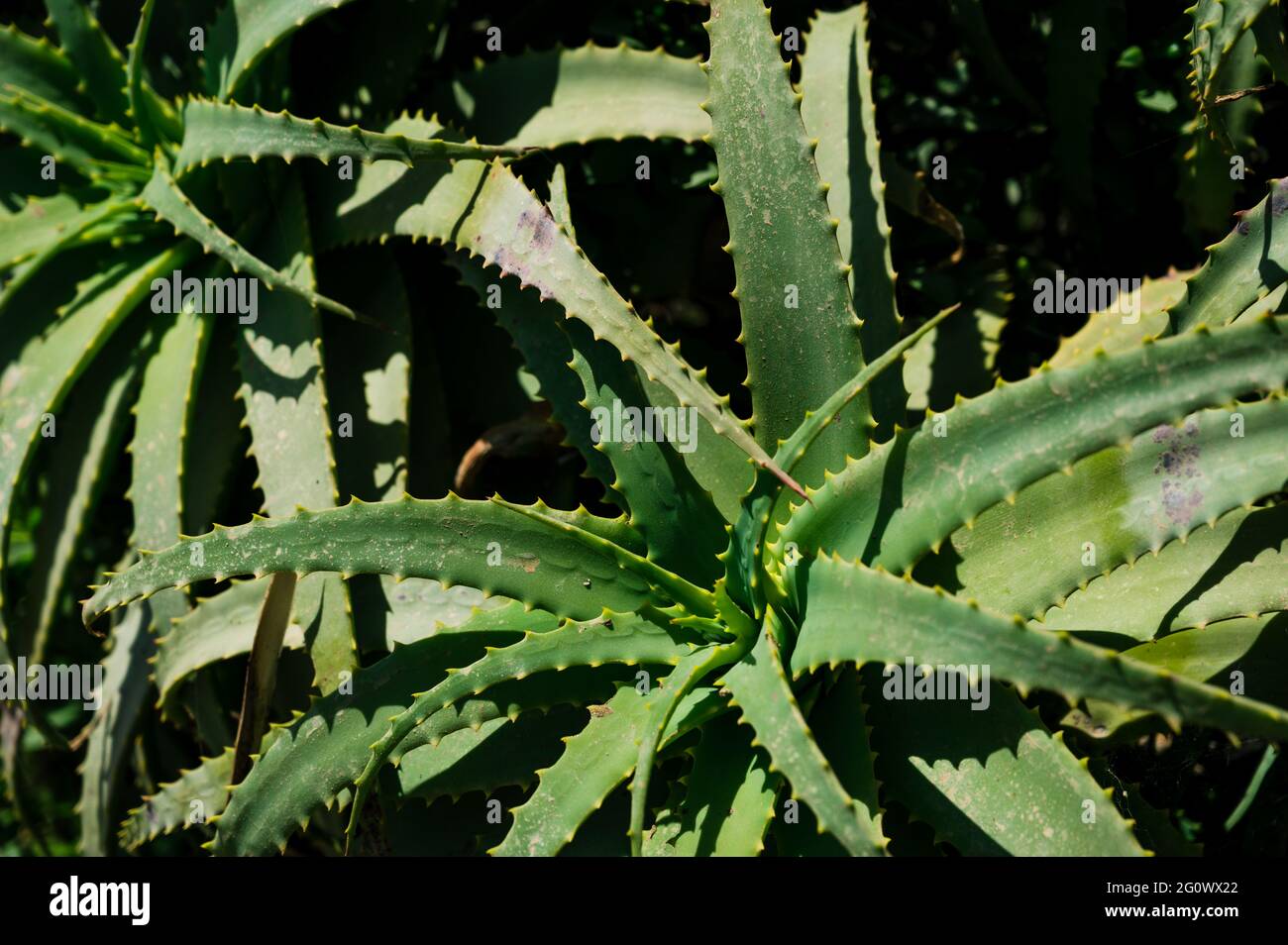 Nahaufnahme der wilden grünen krantz Aloe. Natur Hintergrund Texture. Stockfoto