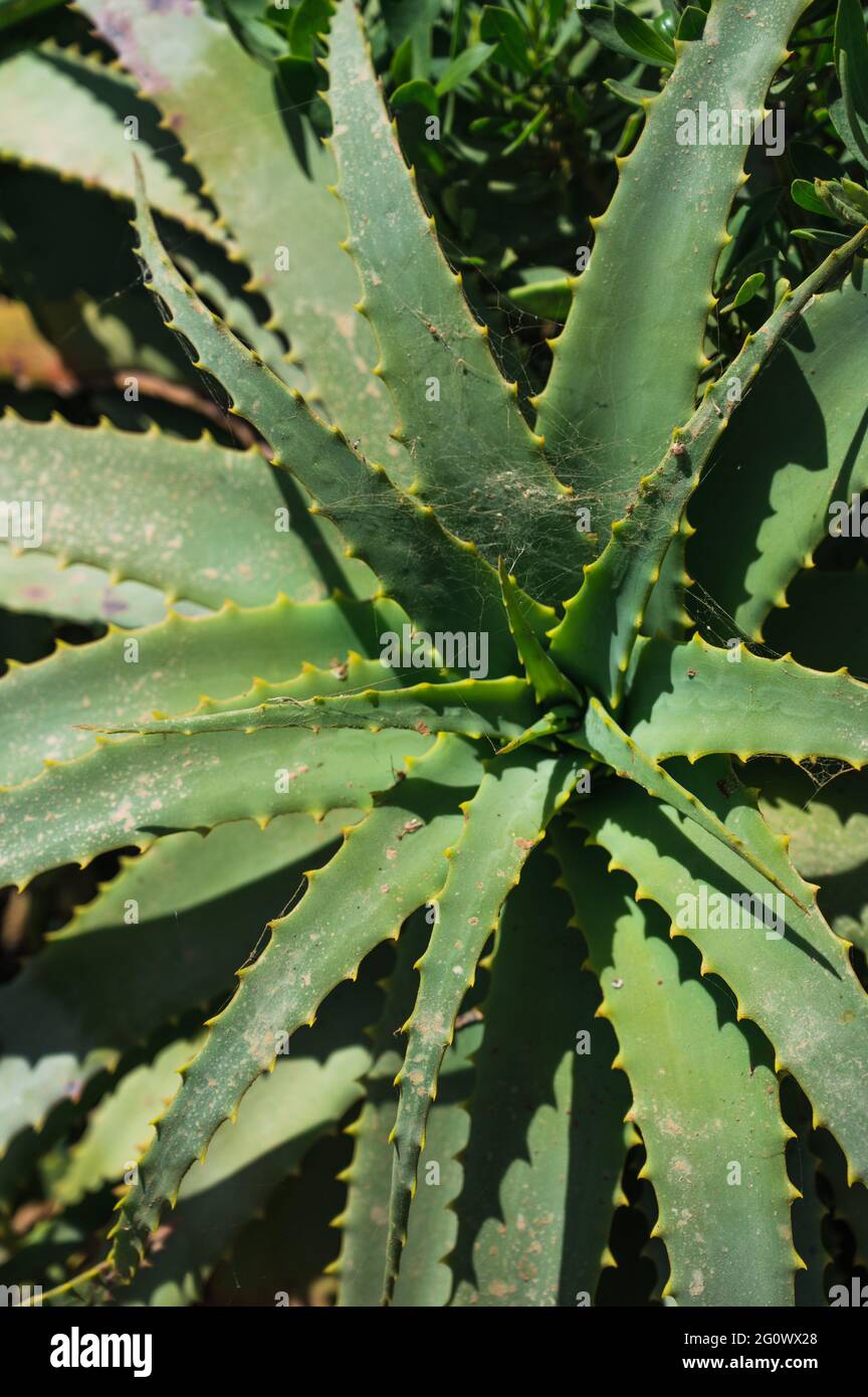 Nahaufnahme der wilden grünen krantz Aloe. Natur Hintergrund Texture. Stockfoto