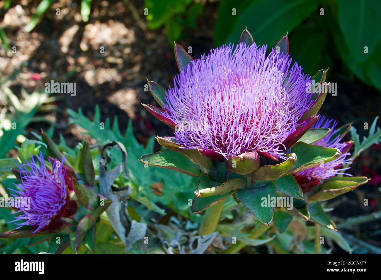 Exotische lila Blüte auf einer Sukkkulente Stockfoto