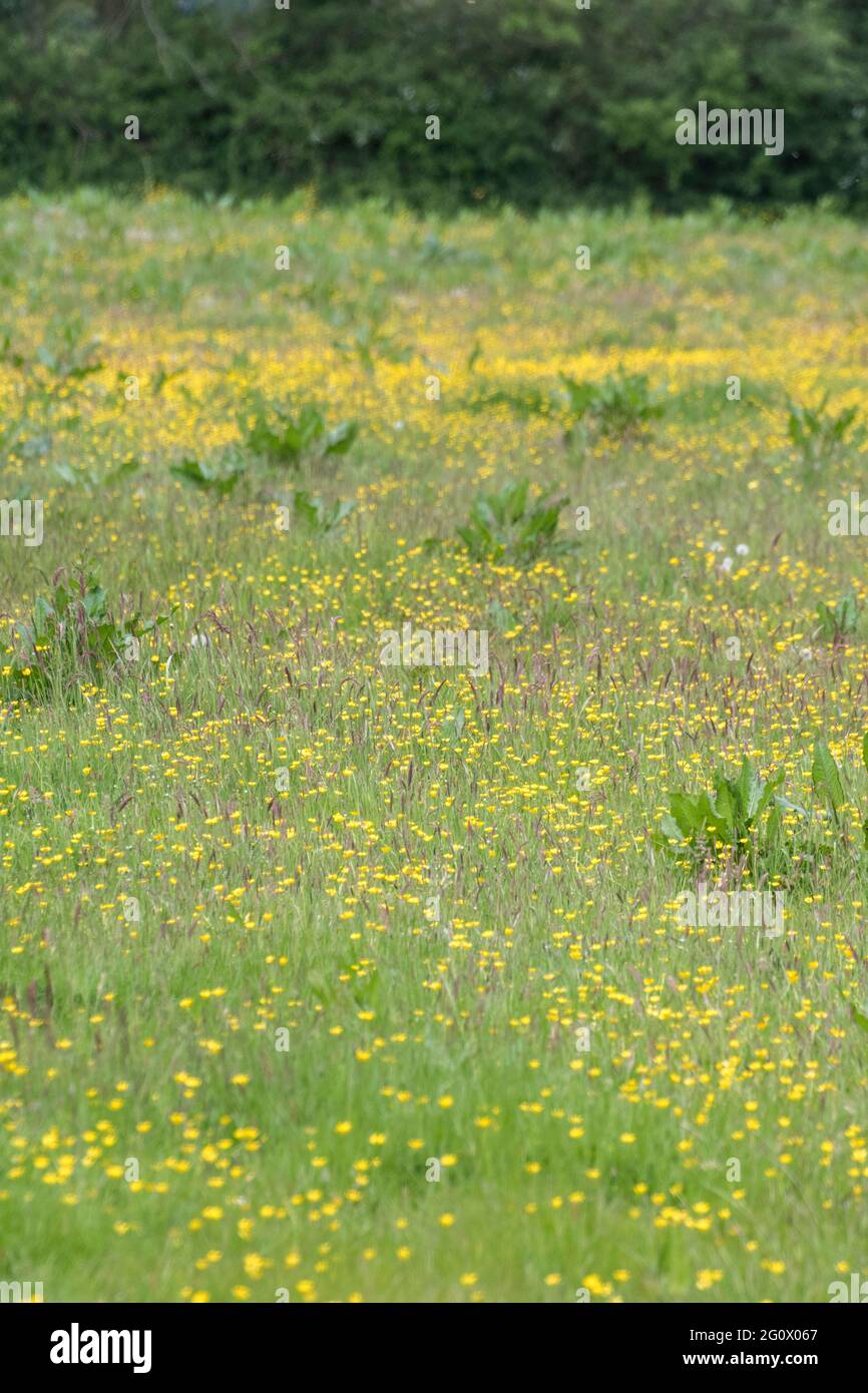 Gelb blühende unkräuter Fotos und Bildmaterial in hoher Auflösung Alamy