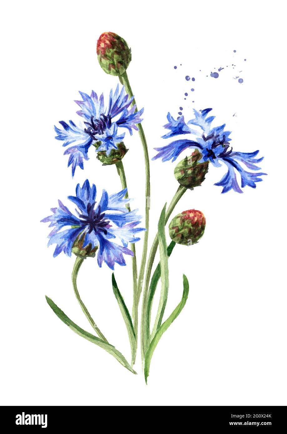 Watercolor Field Stockfotos Und Bilder Kaufen Seite 3 Alamy