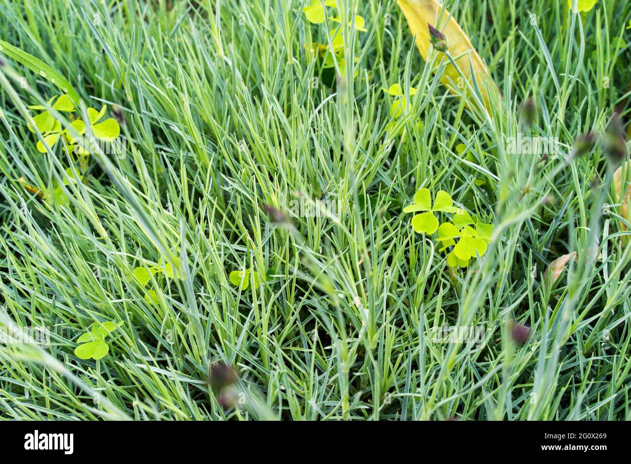 Frisches grünes Gras am Morgen nach dem Regen. Selektiver Fokus. Grashintergrund. Hintergrund des Kopierbereichs. Stockfoto