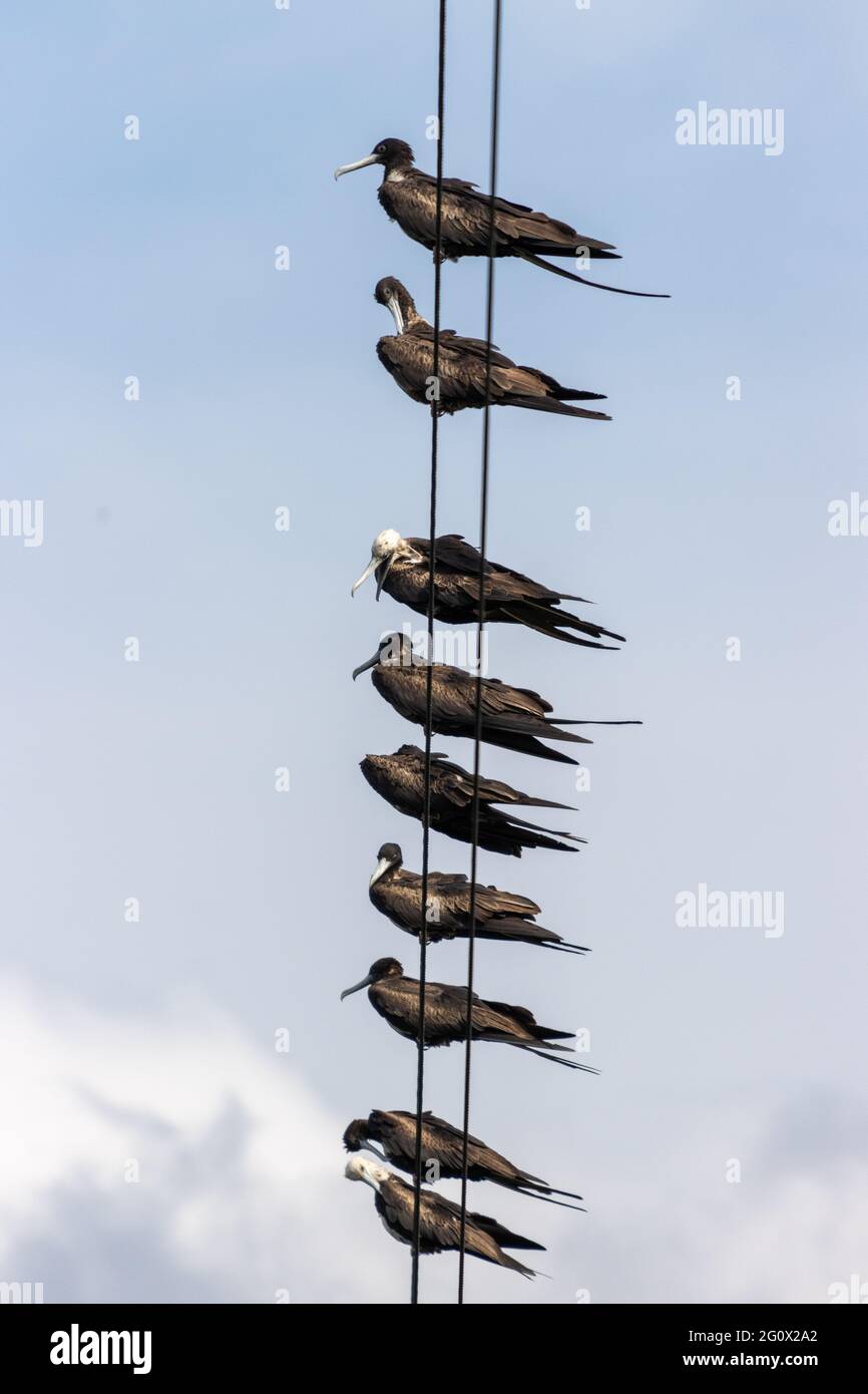 Vertikale Aufnahme von Vögeln, die auf elektrischen Drähten sitzen Stockfoto