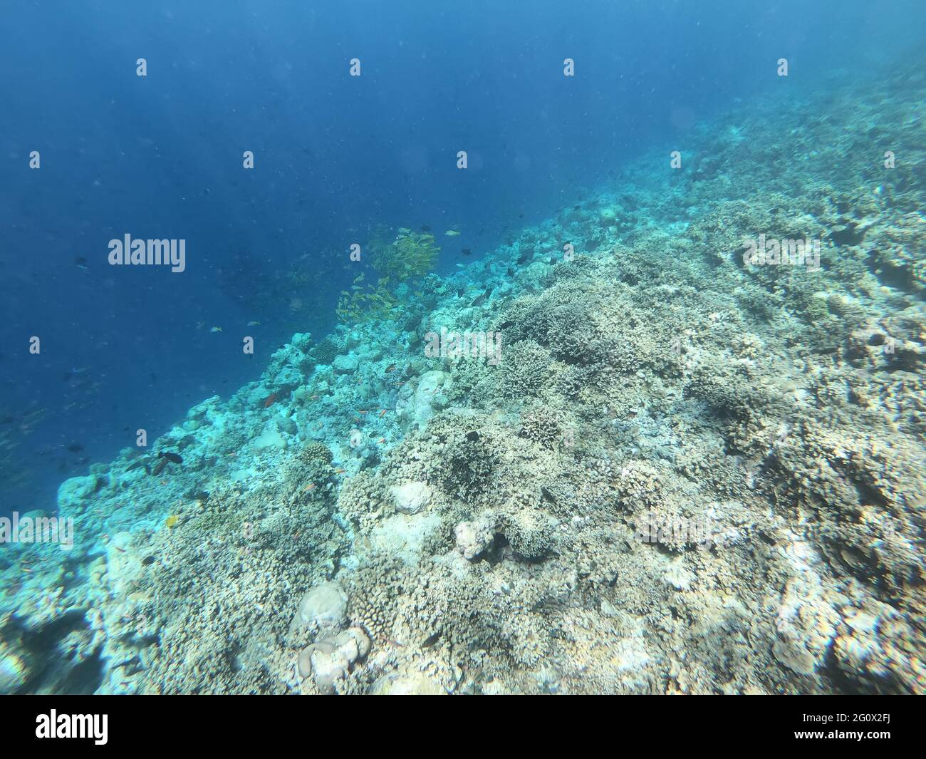 Schulen von farbenfrohen tropischen Fischen, die in einem tropischen Riff auf den Malediven um Korallen schwimmen. Stockfoto