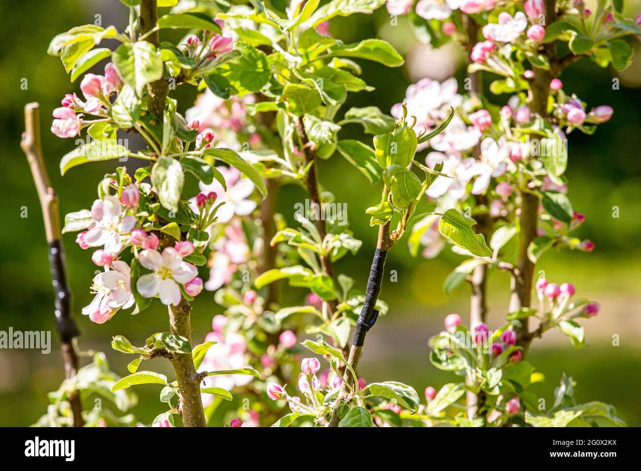 Fruchtbaum Vermehrungskonzept, Birnenbaum im Frühjahr zu Apfelbaum vermehrt. Peitsche und Zunge Transplantation Technik mit Polythenband. Stockfoto