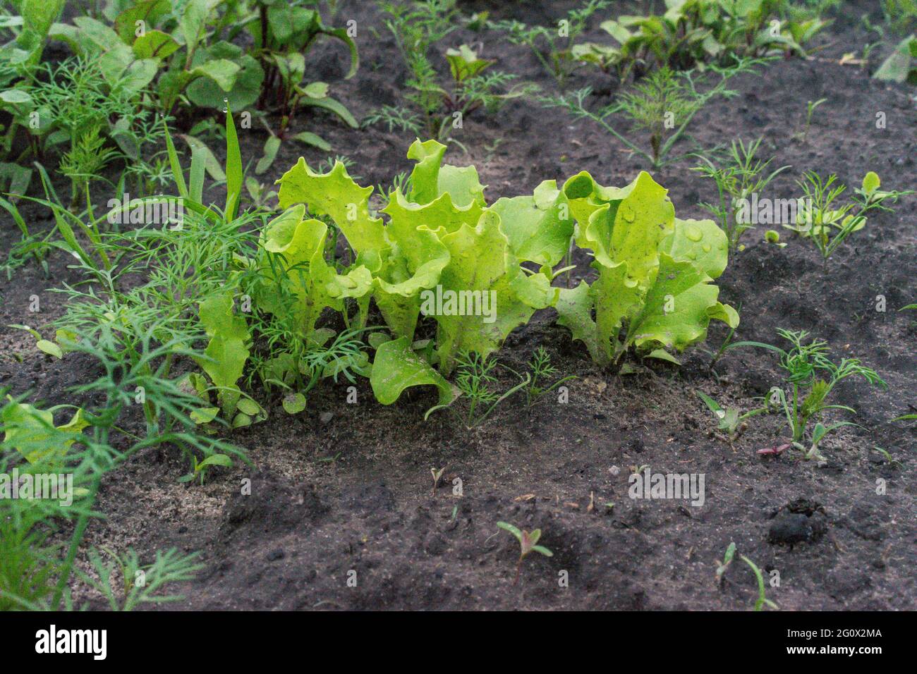 Grüner Bio-Salat wächst im Garten Stockfoto