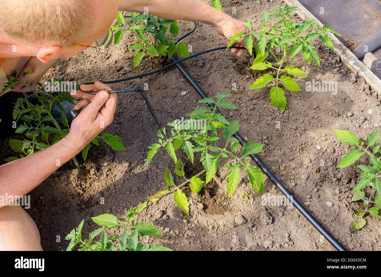 Tropfsystem im heimischen Gemüsegarten, Bewässerung von Tomatenpflanzen im  Gewächshaus. Home Nutzung Wasser Tropfen Bewässerungssystem Konzept  Stockfotografie - Alamy