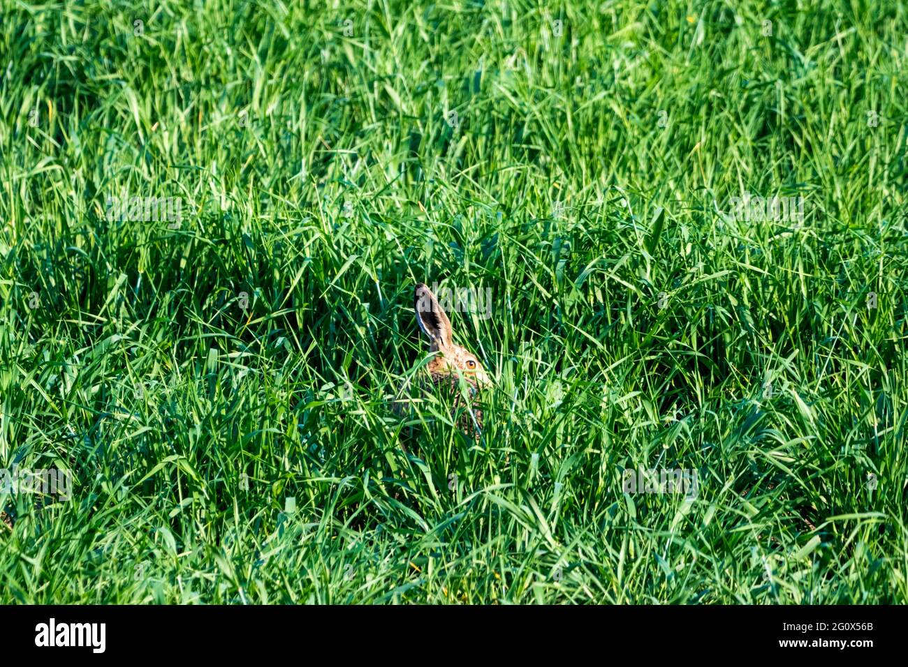 Brauner Hase hockend in einer wachsenden Ernte bei Ken Hill, Snettisham in Norfolk. Stockfoto