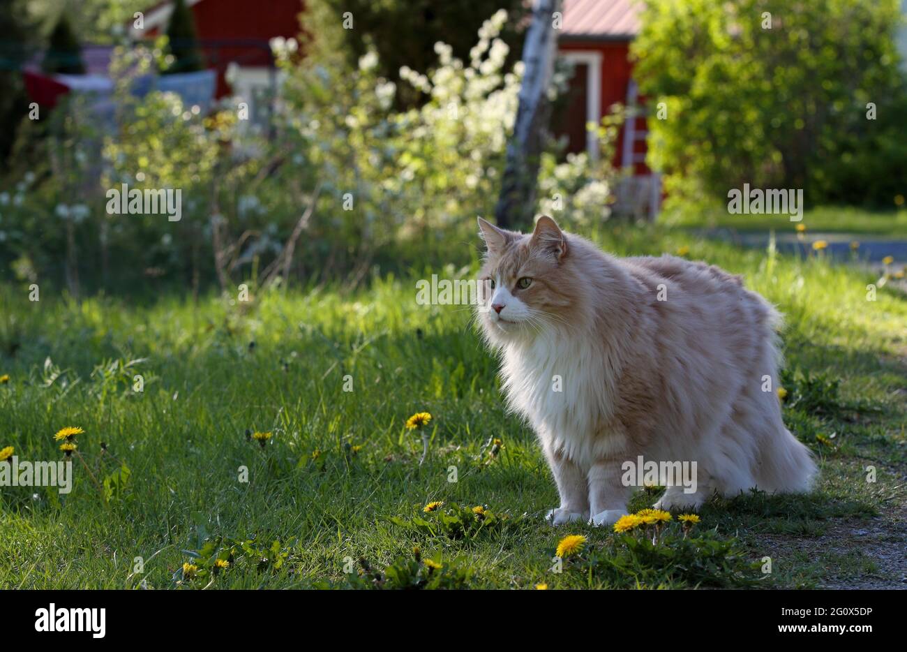 Ein großer und starker norwegischer Waldkatzenmännchen, der in einer frühlingshaften Landschaft steht Stockfoto