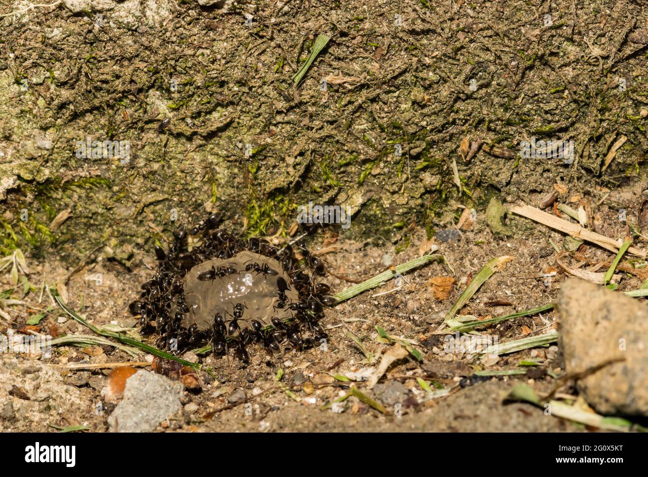 Riechende Hausanzen, die sich mit Ameisengelködern füttern Stockfoto