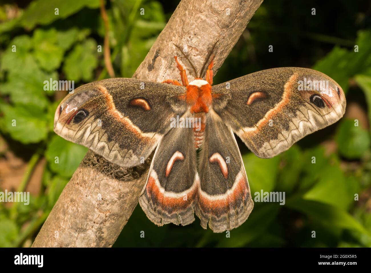 Cecropia Moth (Hyalophora cecropia) Stockfoto
