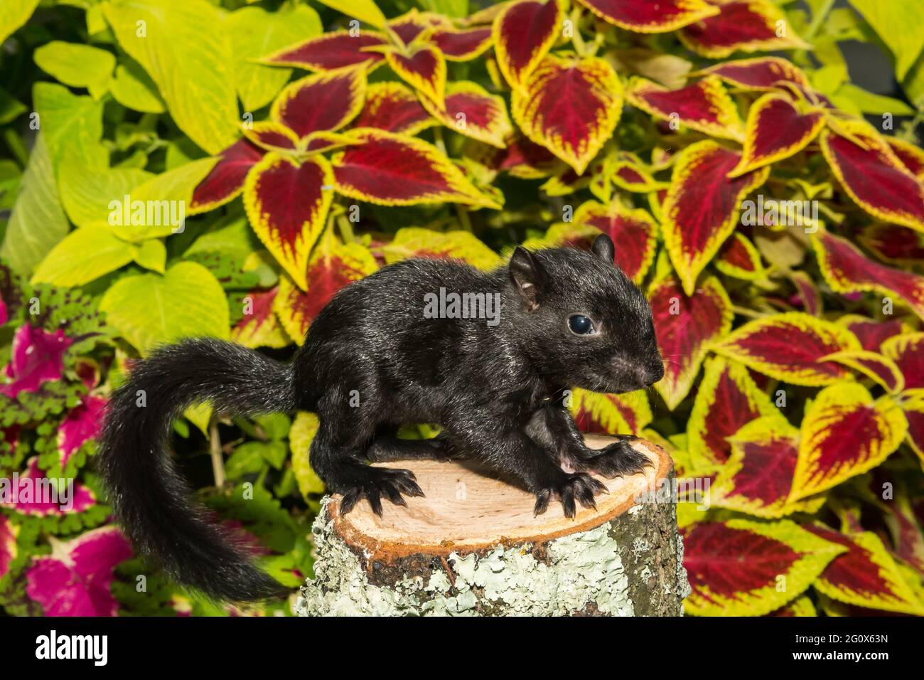 Melanistisches graues Eichhörnchen (Sciurus carolinensis) Stockfoto