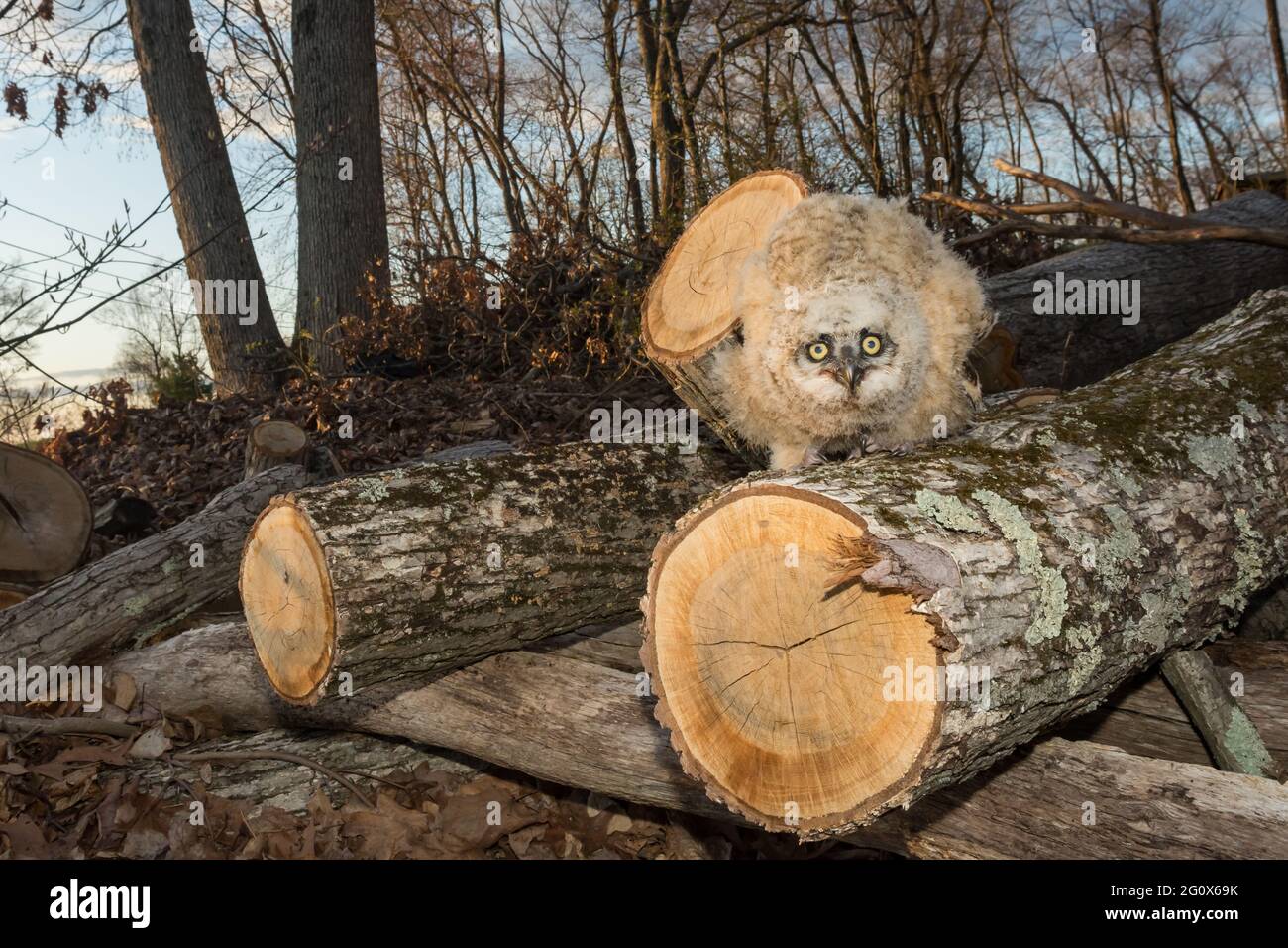 Die kleine große gehörnte Eule verwaiste, nachdem der Baum für Brennholz abgehauen wurde. Stockfoto