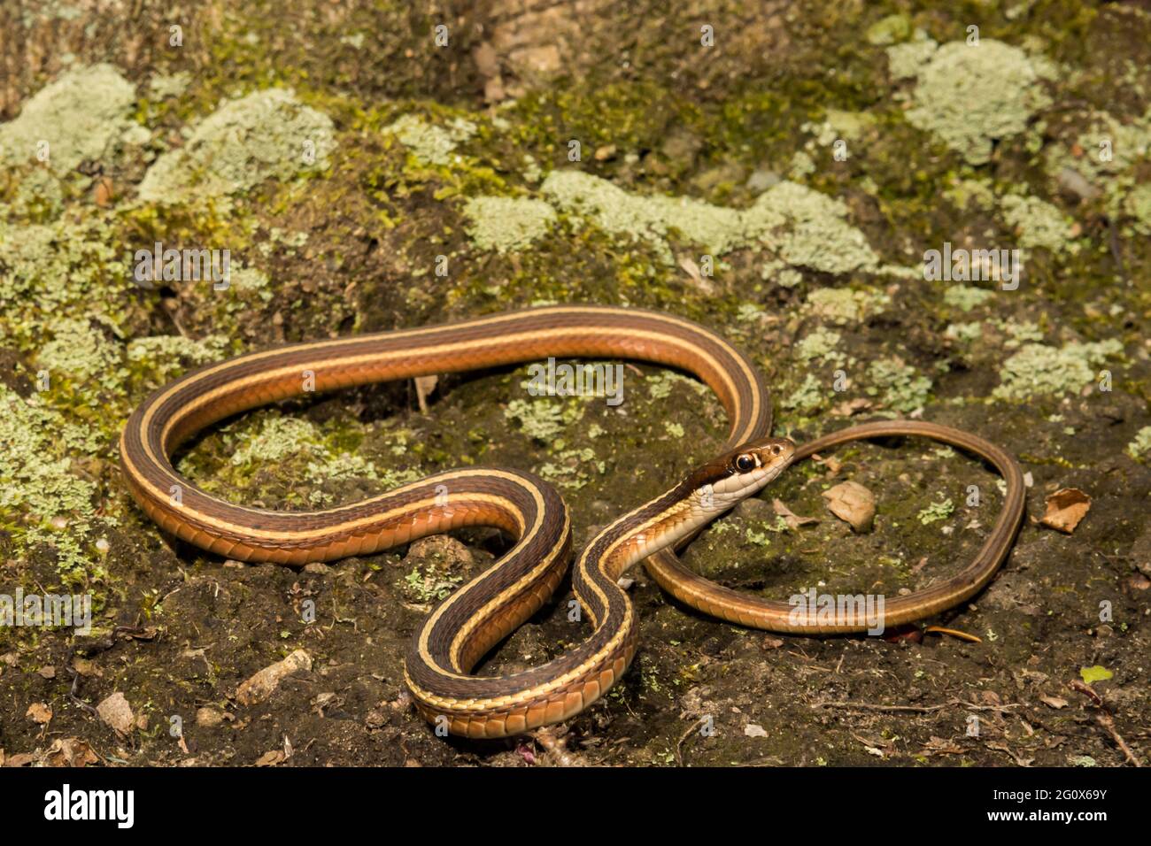 Östliche Bandschlange (Thamnophis saurita) Stockfoto